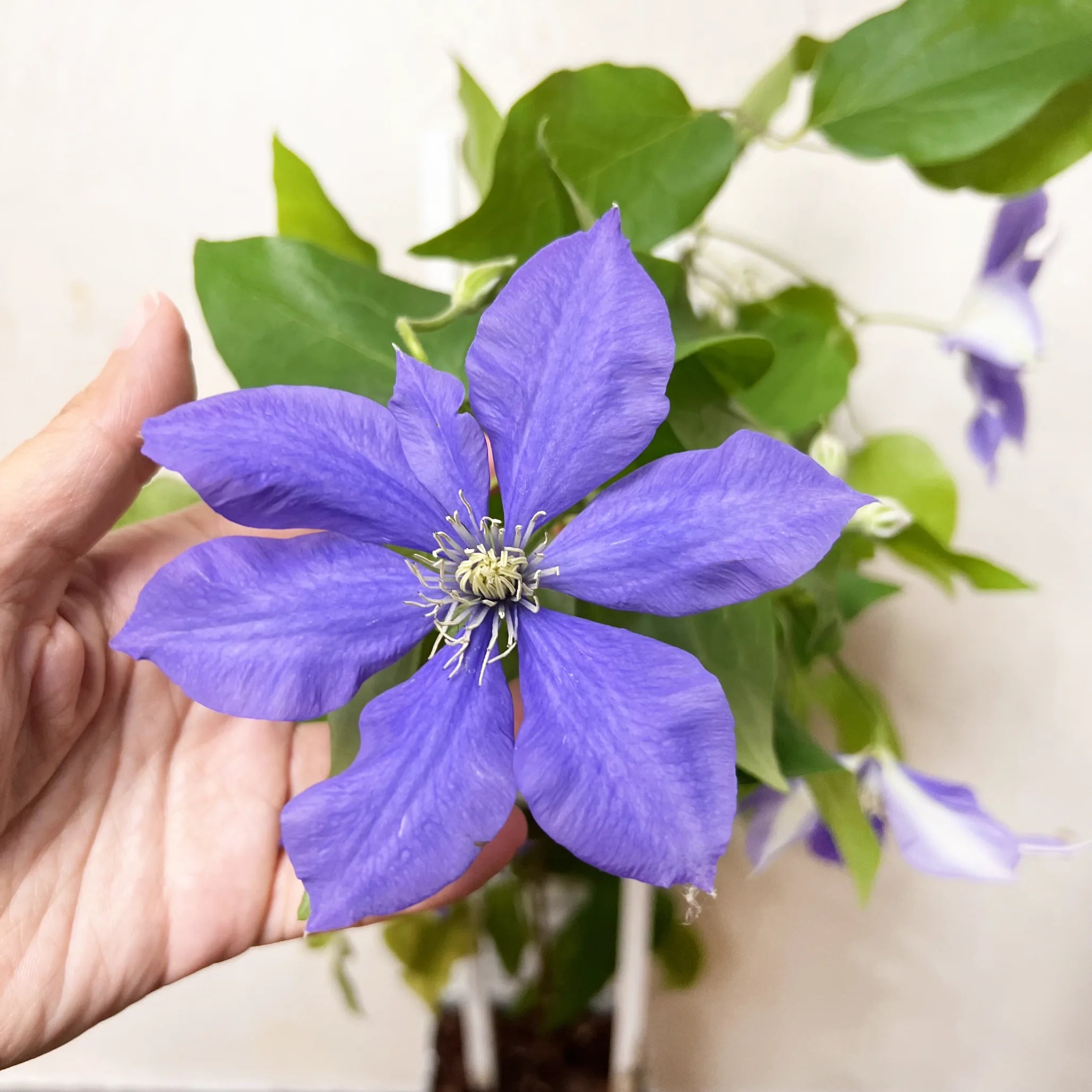 Clematis Boulervard Olympia Viola Intenso