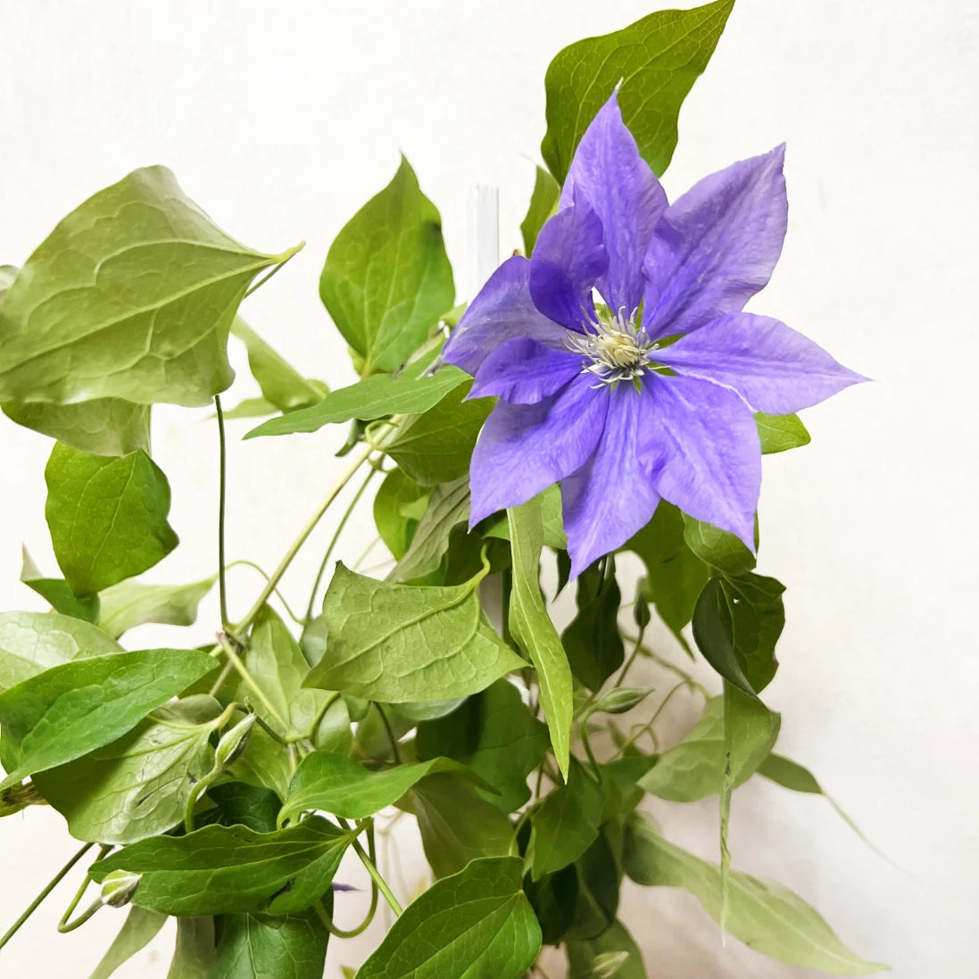 Clematis Boulervard Olympia Viola Intenso