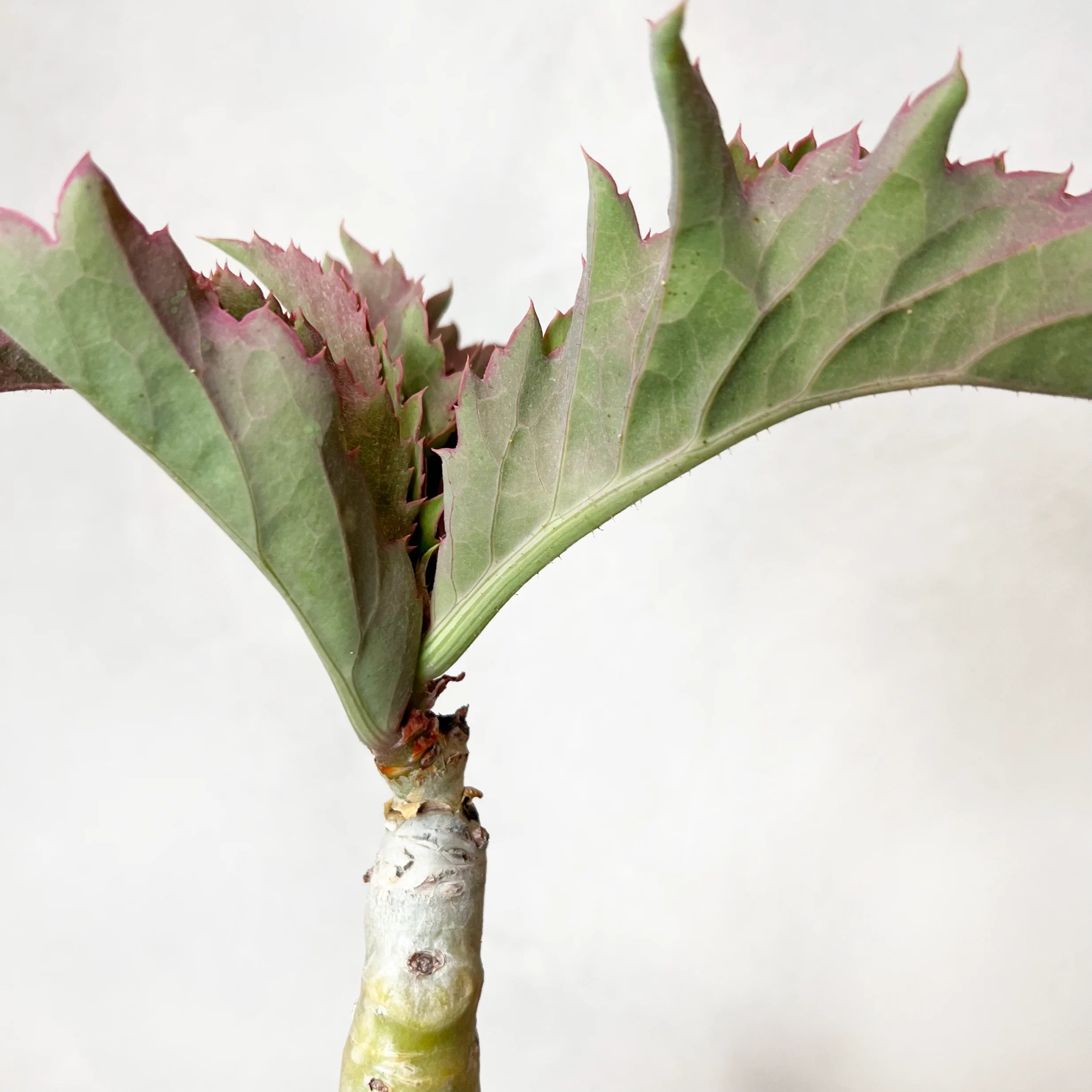 Ciphostemma Yuttae