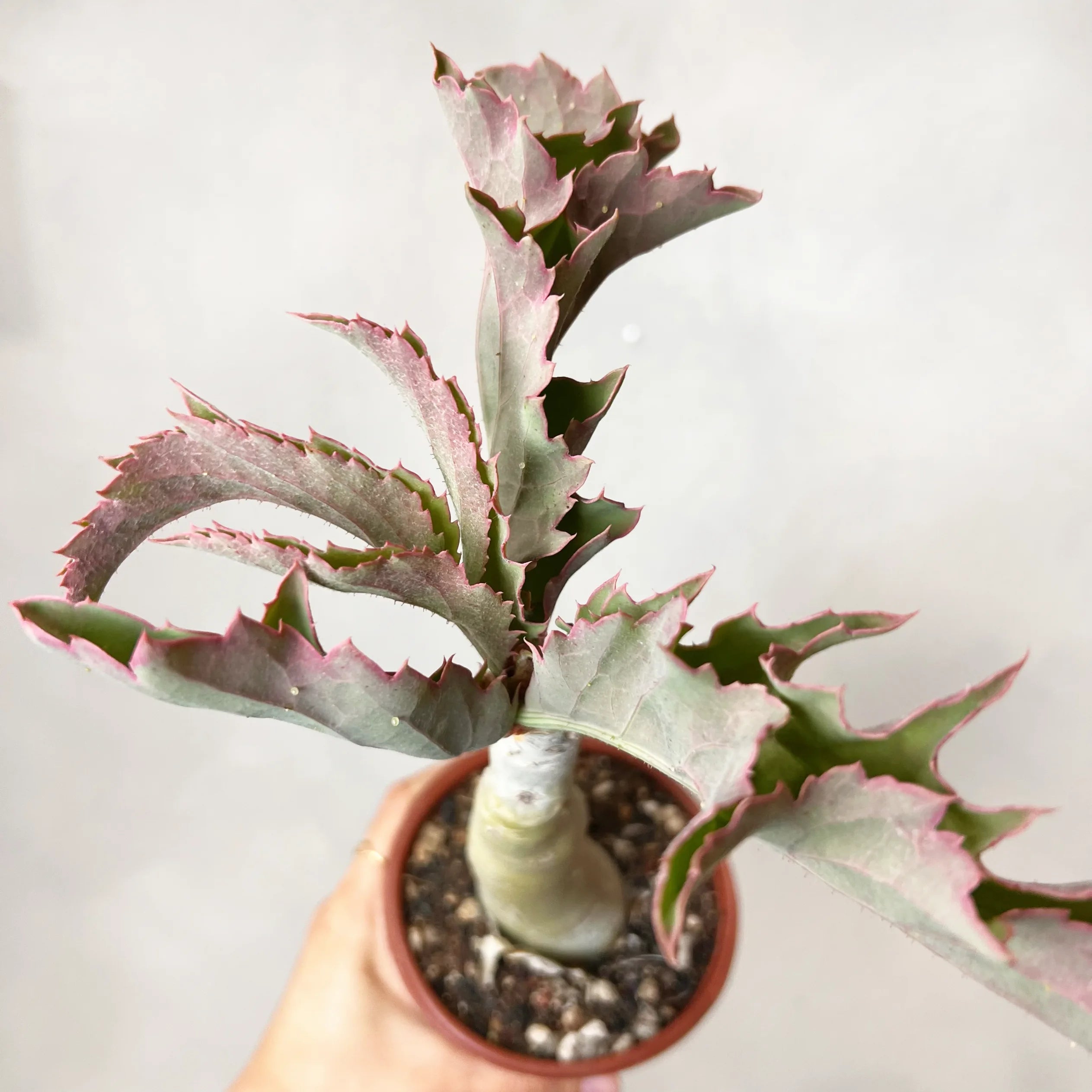 Ciphostemma Yuttae