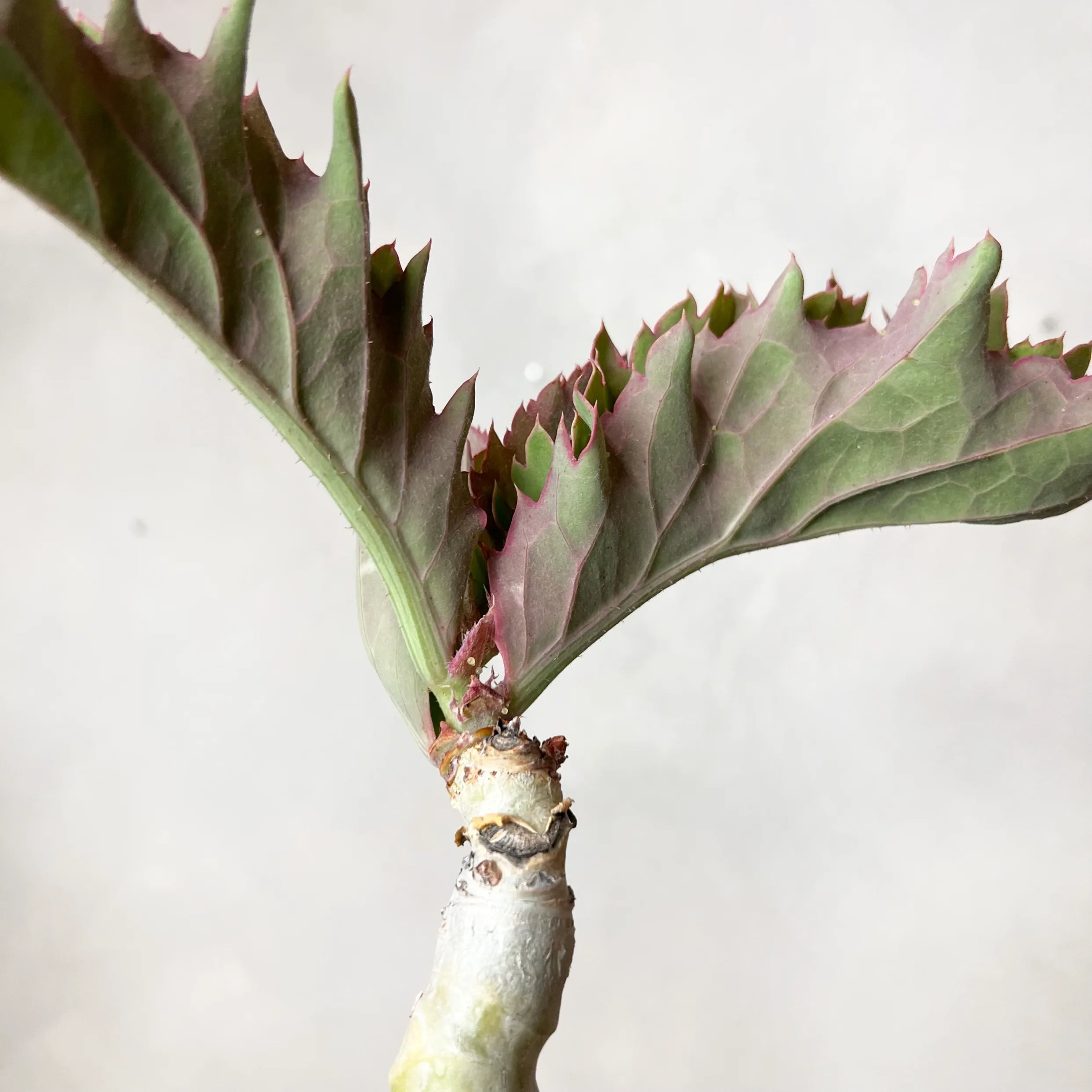 Ciphostemma Yuttae