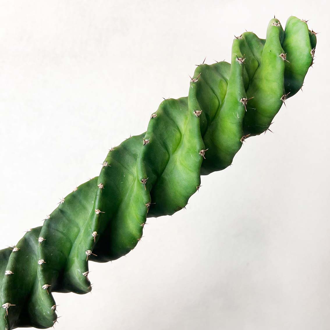 Cereus Spiralis