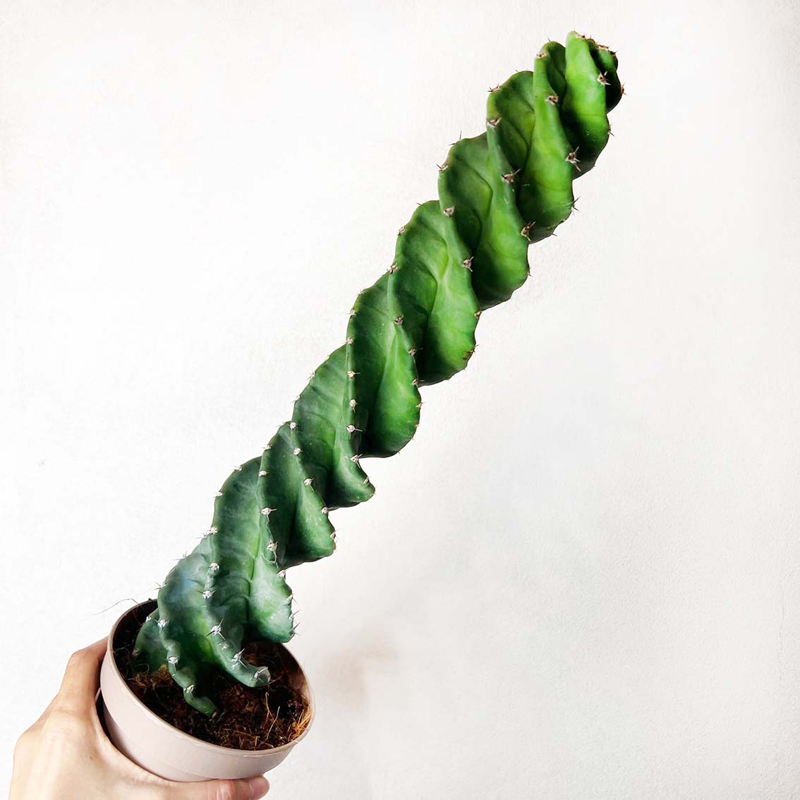 Cereus Spiralis