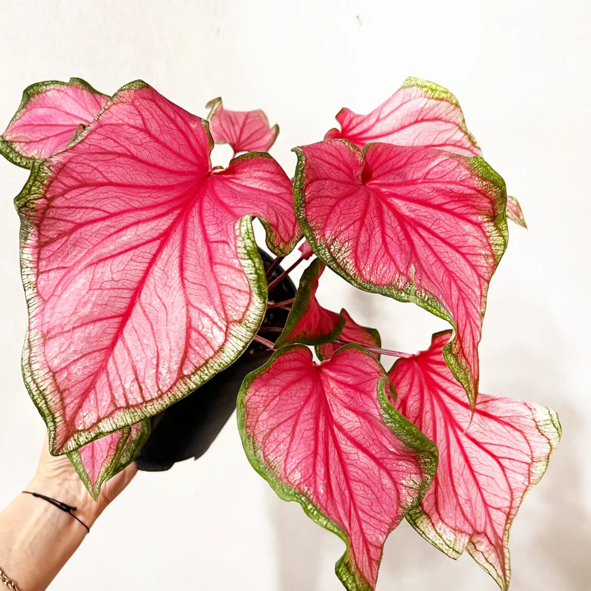 Caladium Florida sweetheart