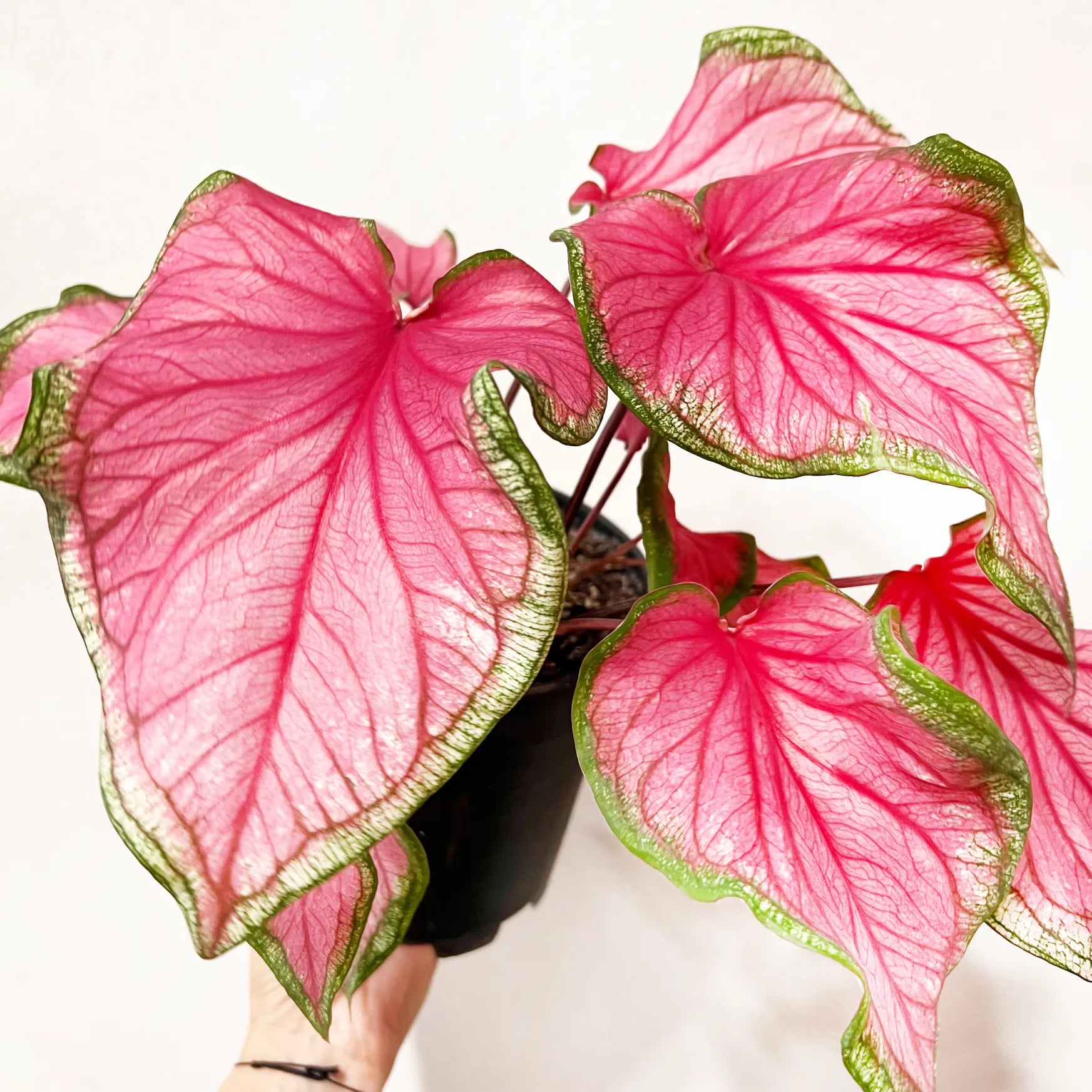 Caladium Florida sweetheart