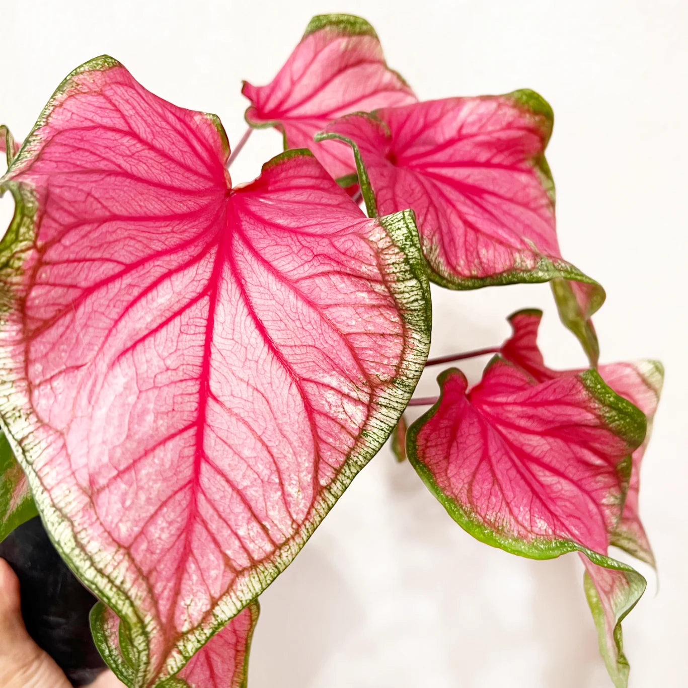 Caladium Florida sweetheart