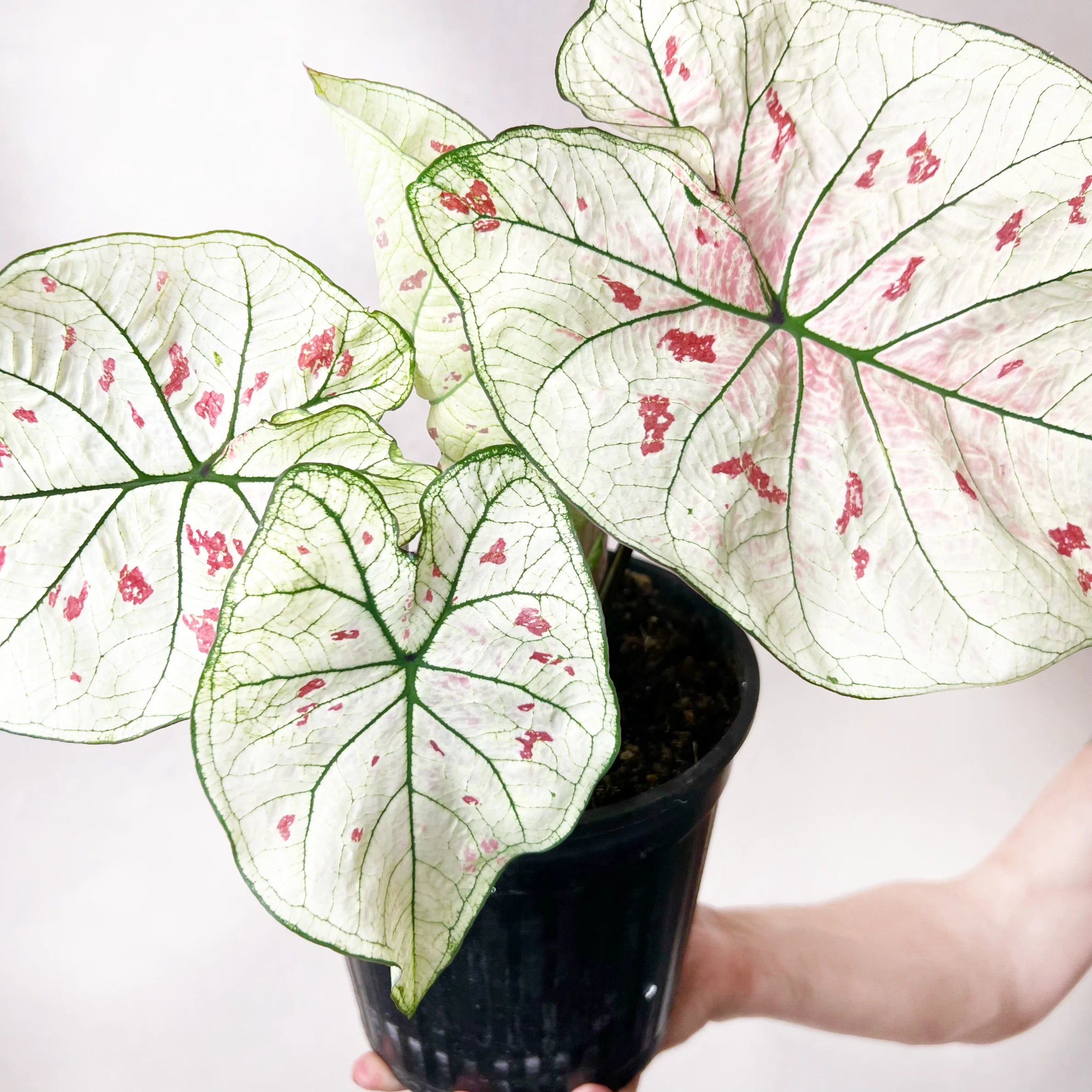 Caladium Strawberry Star