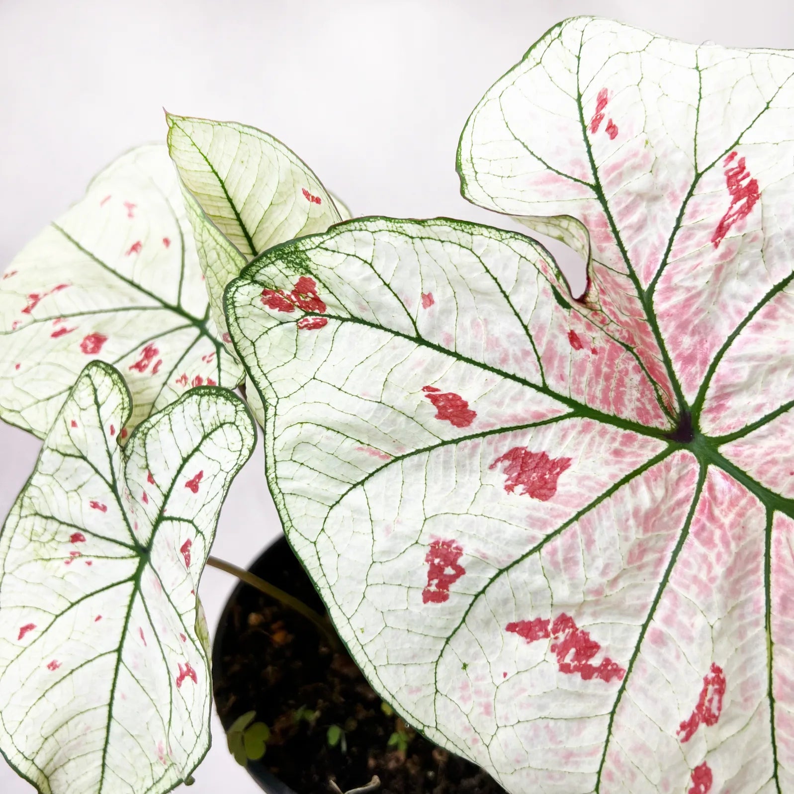 Caladium Strawberry Star