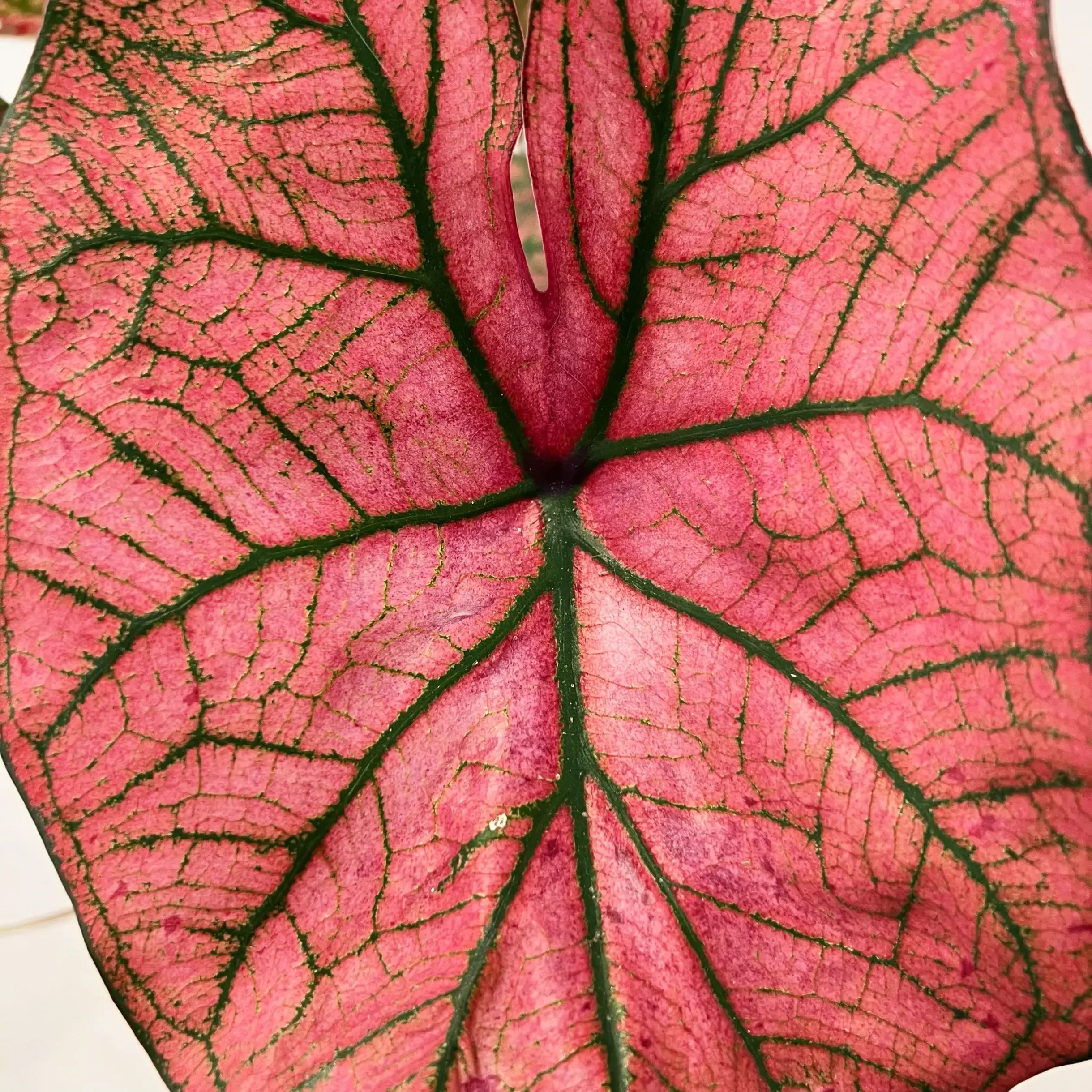 Caladium Festivia