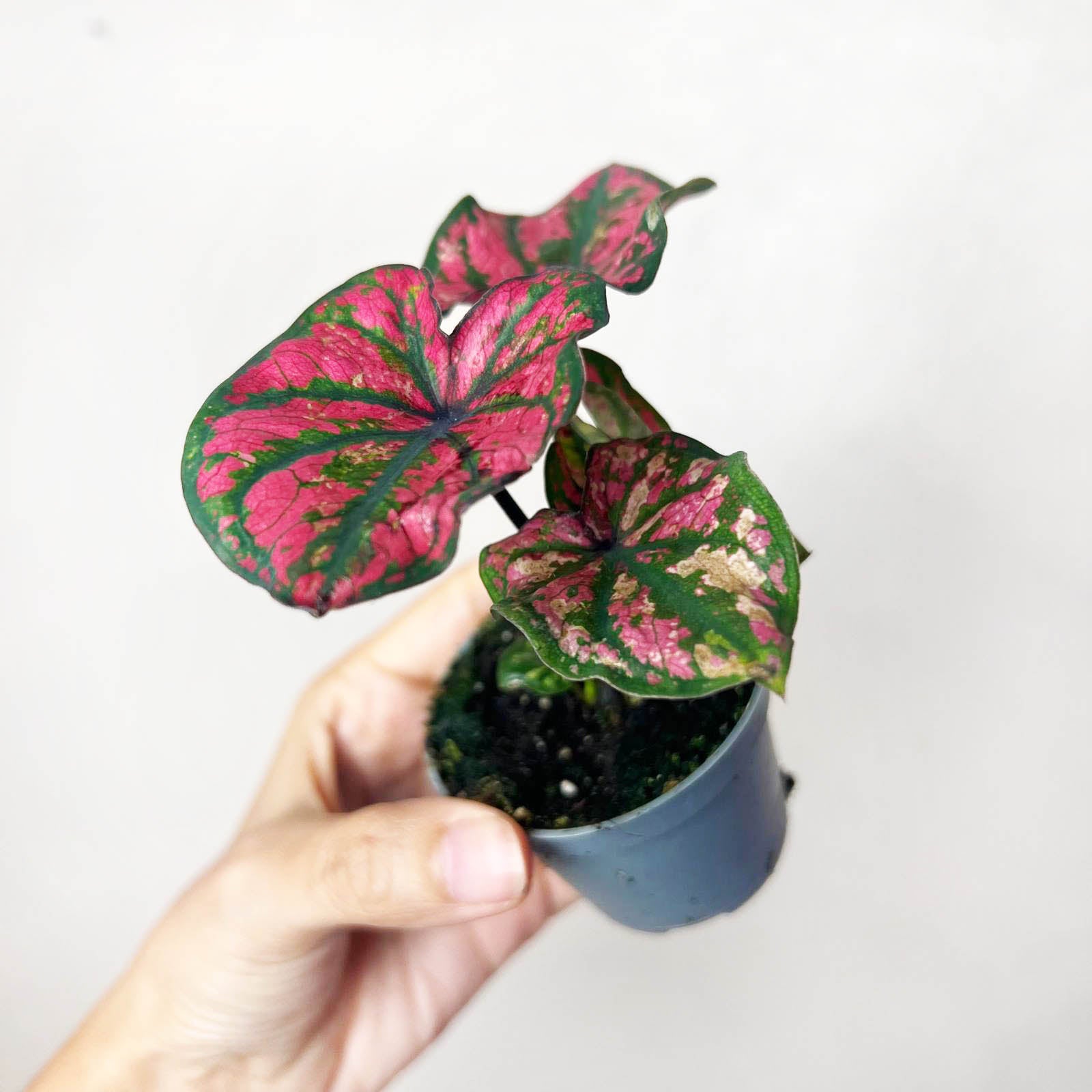 3 baby Caladium mix