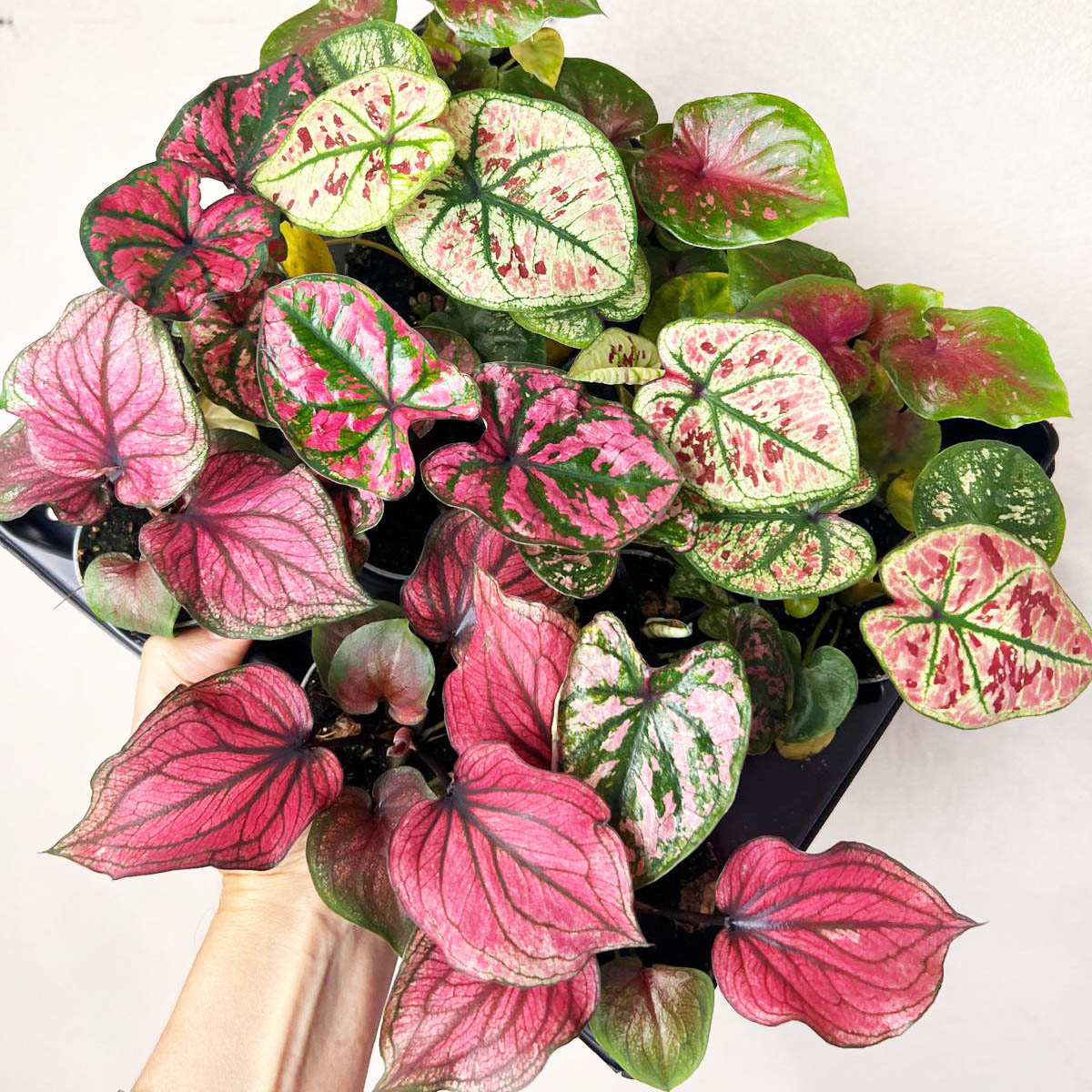 3 baby Caladium mix