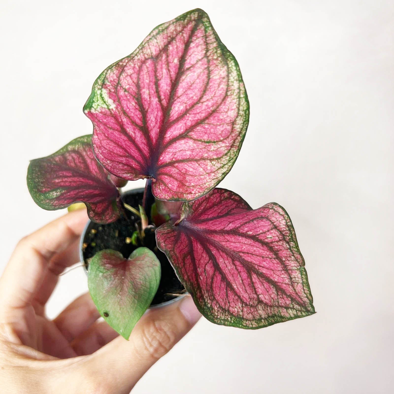 3 baby Caladium mix