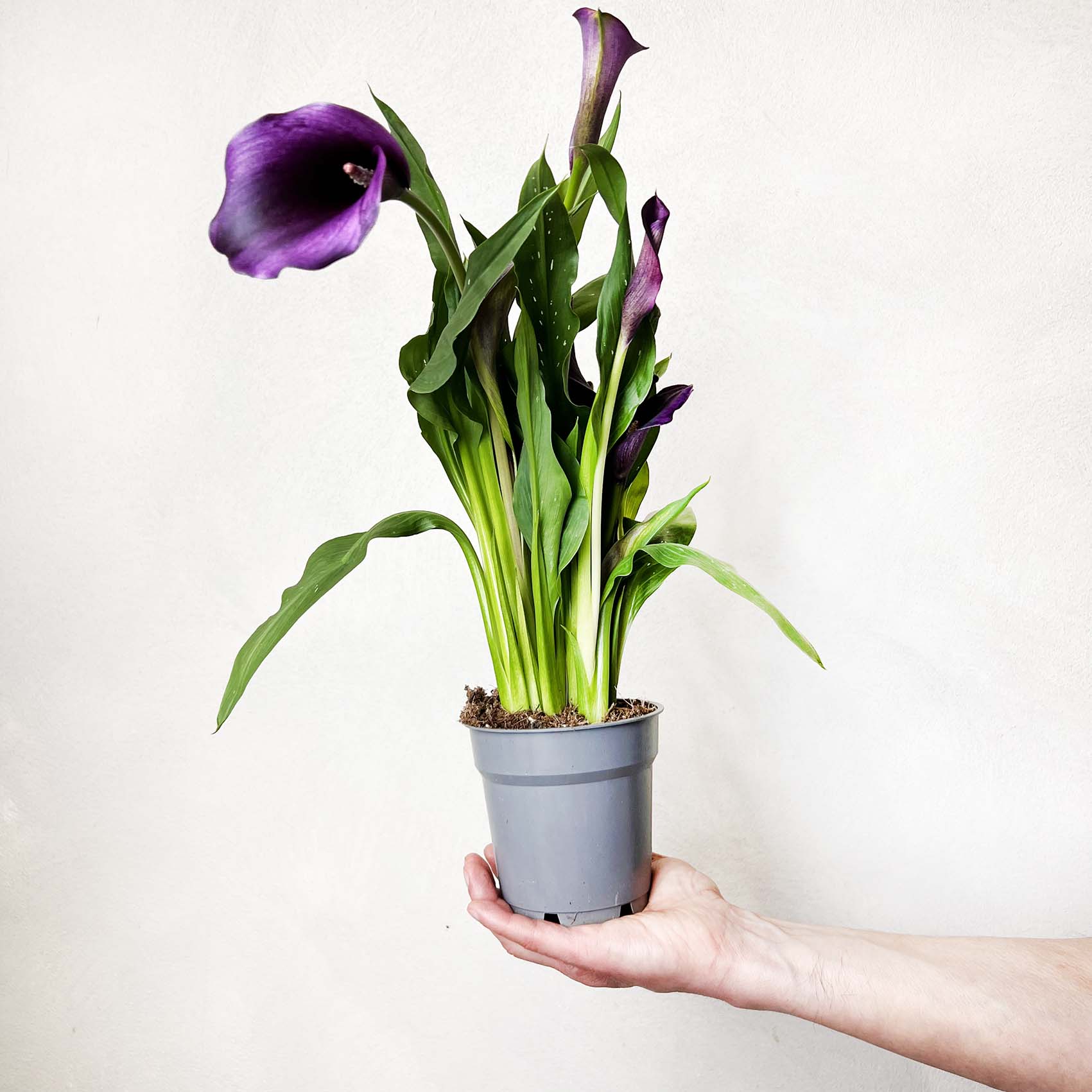 Calla /Zantedaschia Viola