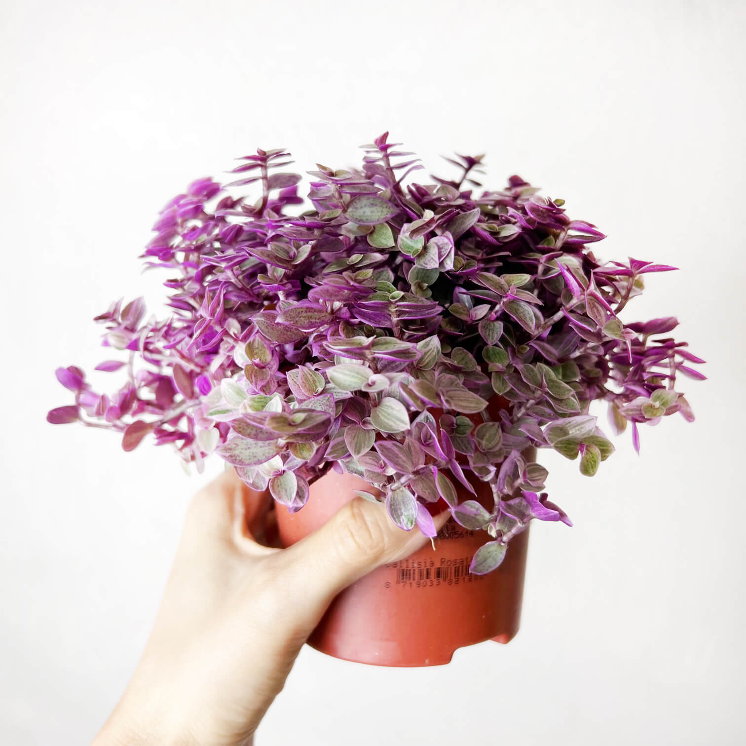 Callisia Pinklady