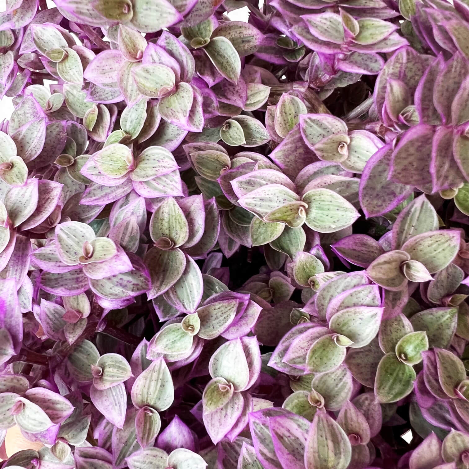 Callisia Pinklady