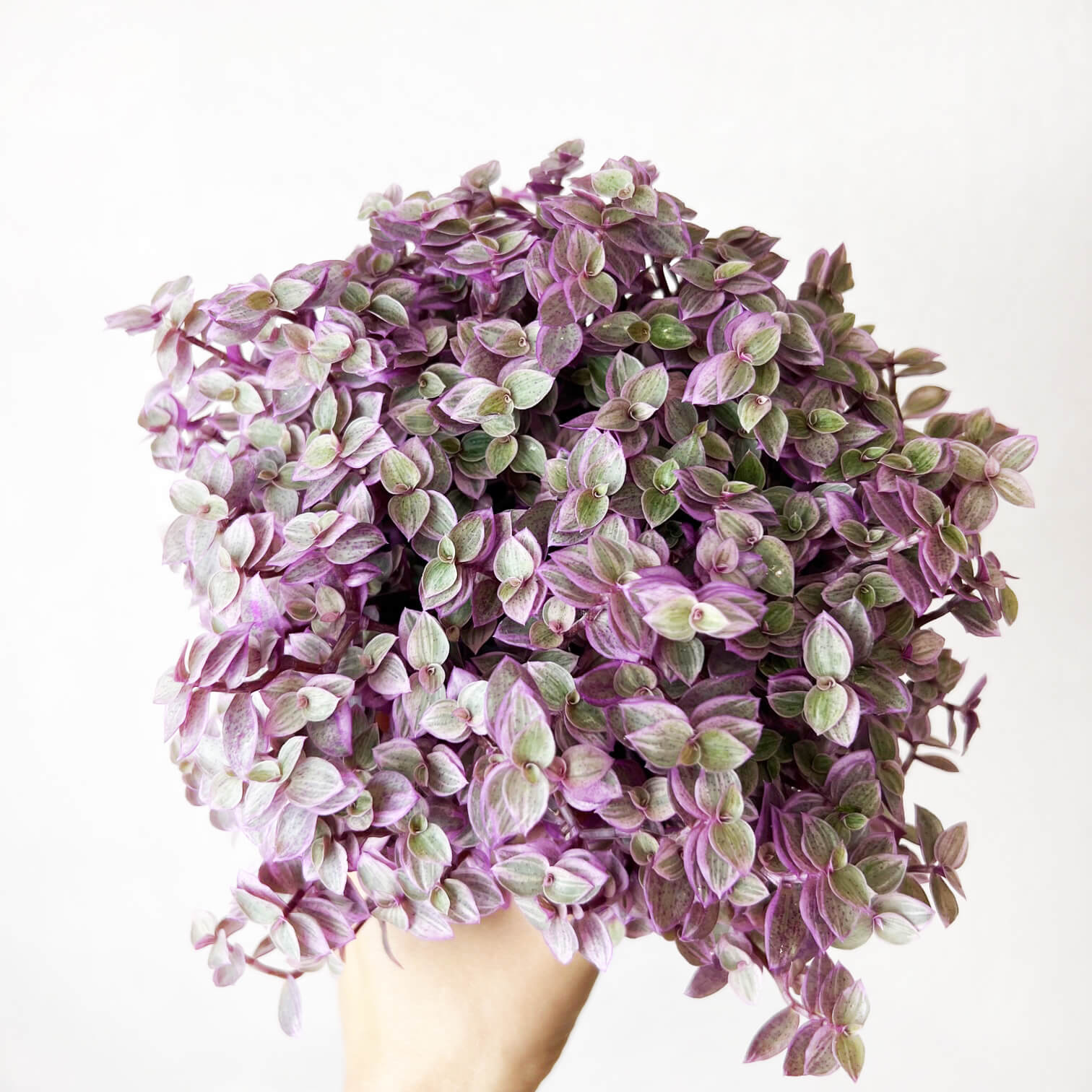 Callisia Pinklady