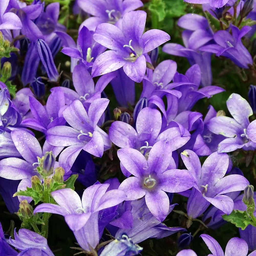 Campanula portenschlagiana 'Royal'