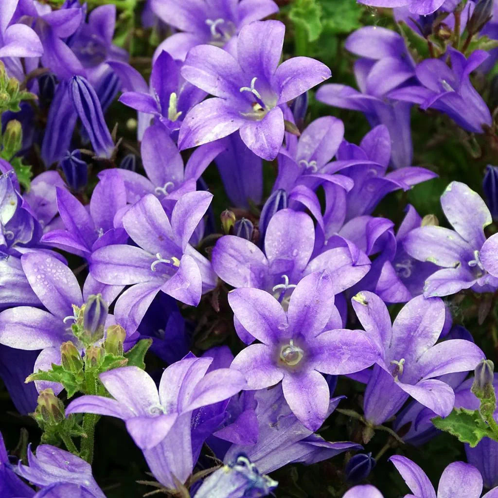 Campanula portenschlagiana 'Royal'