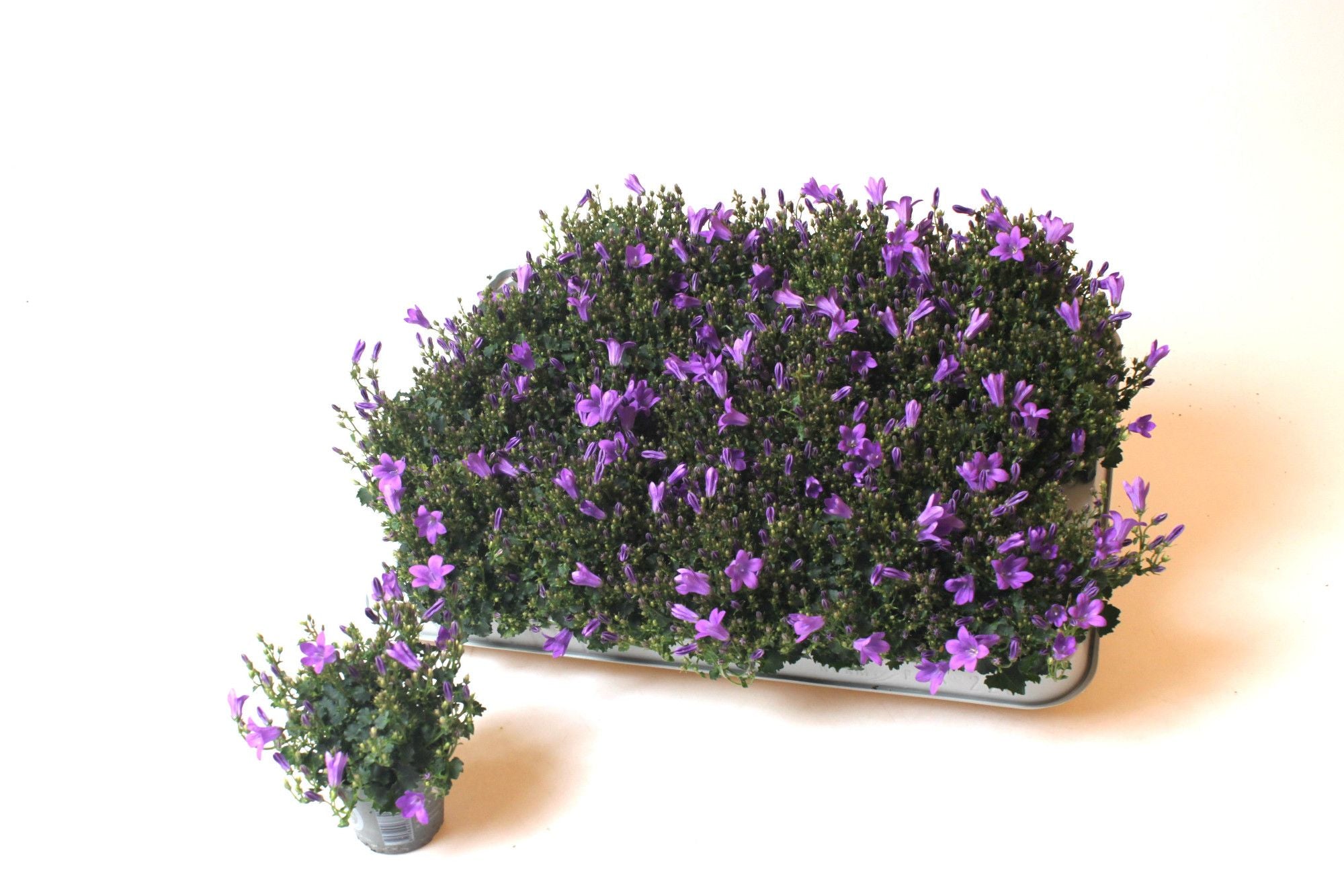 Campanula portenschlagiana 'Royal'