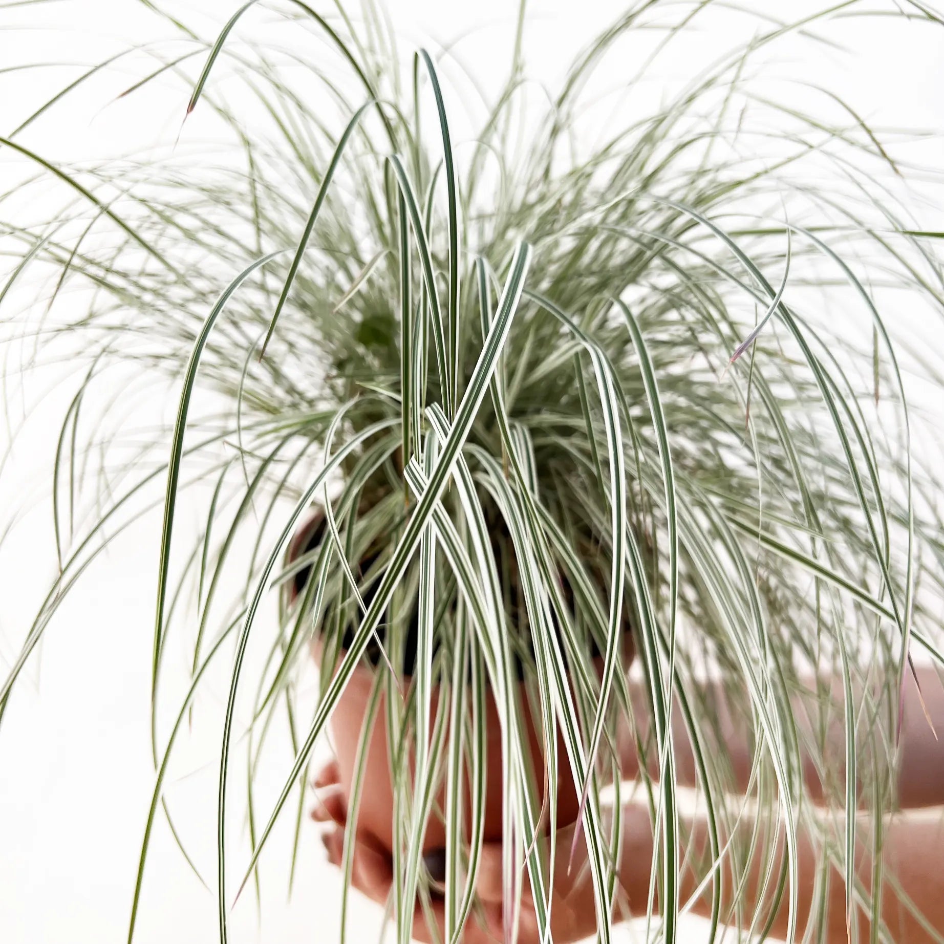 Carex Oshimensis variegato