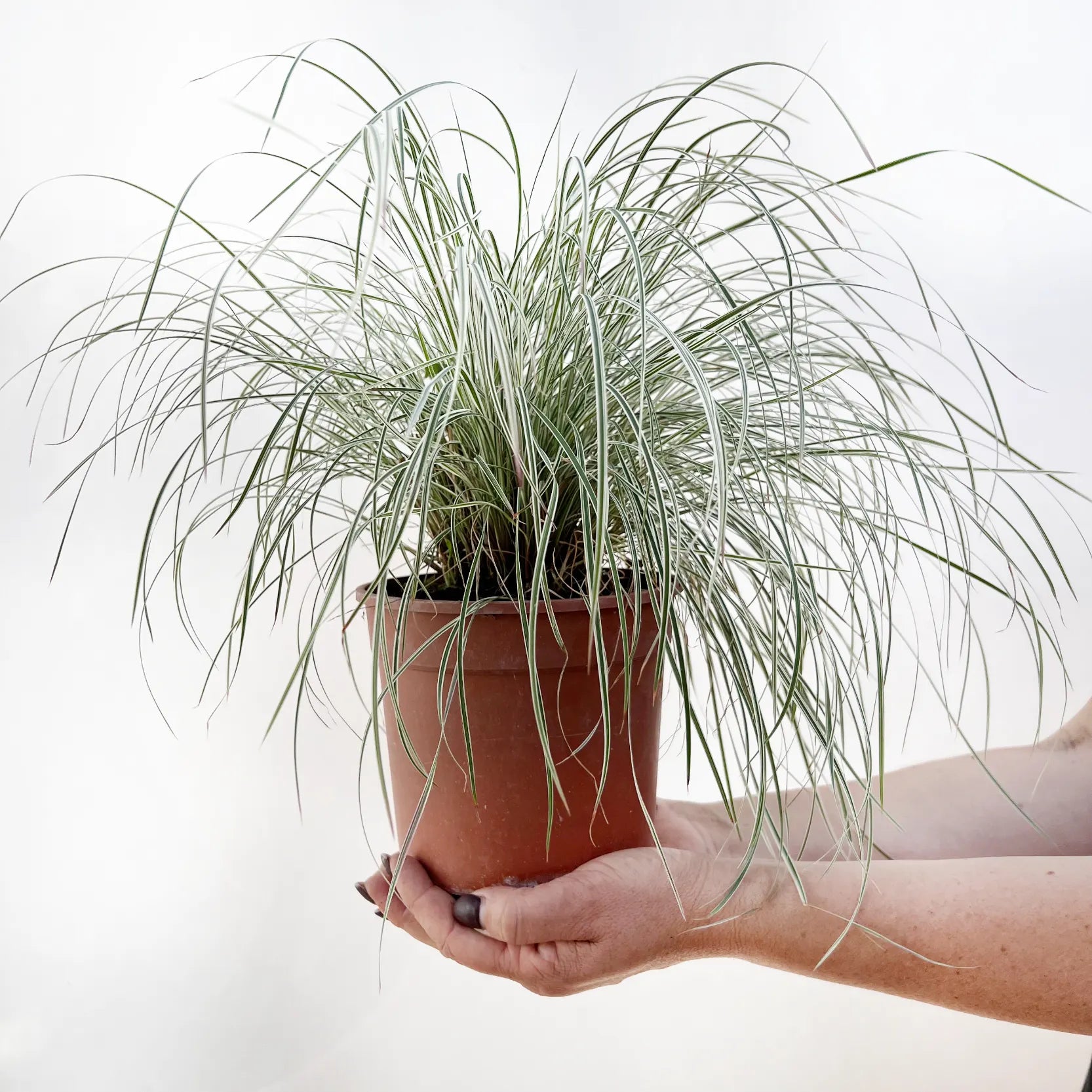 Carex Oshimensis variegato