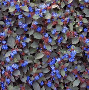 Ceratostigma Plumbaginoides