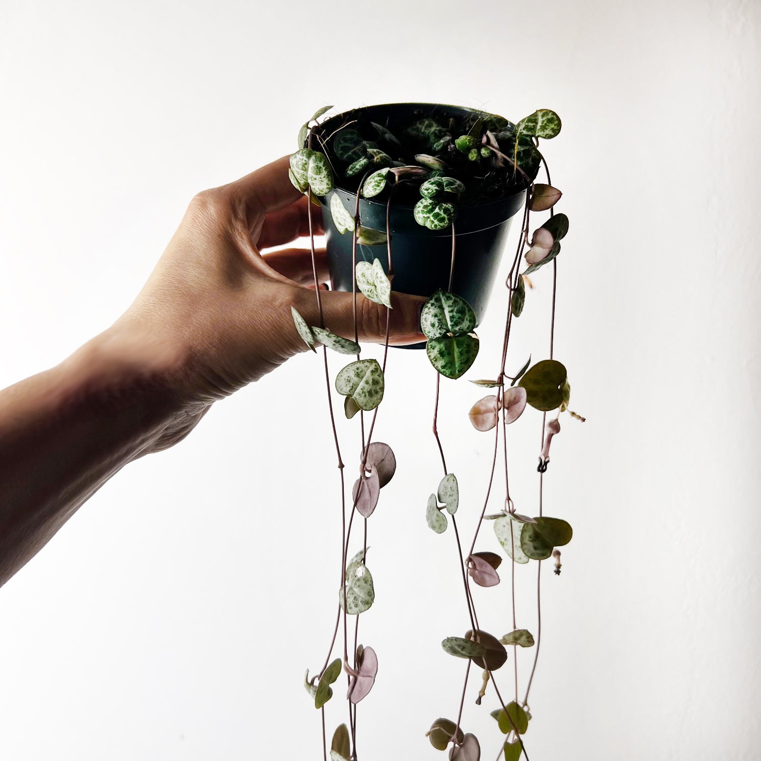 Ceropegia Woodii