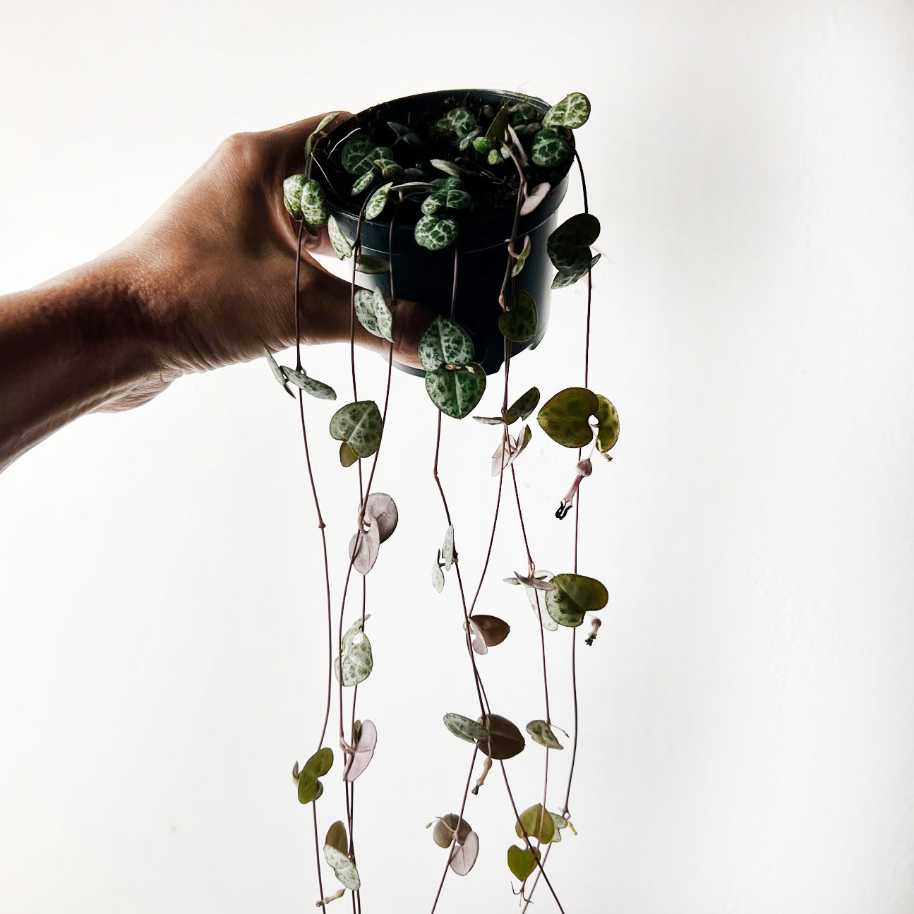 Ceropegia Woodii
