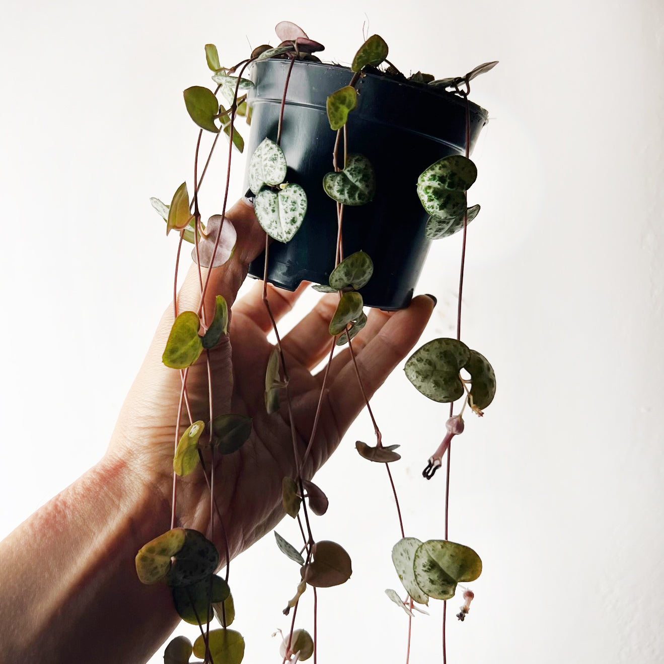 Ceropegia Woodii