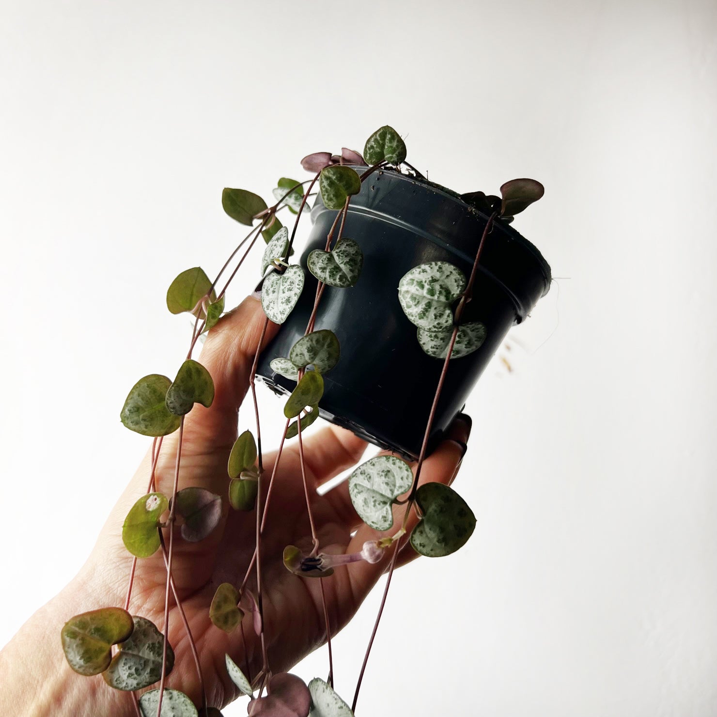 Ceropegia Woodii