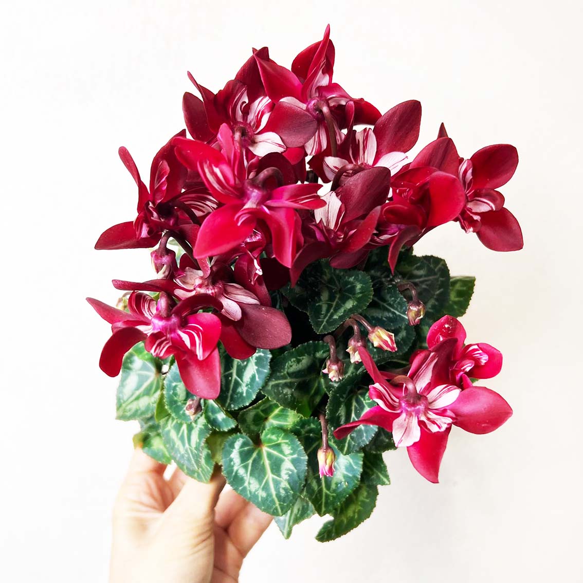 Ciclamino Djix Dark Red