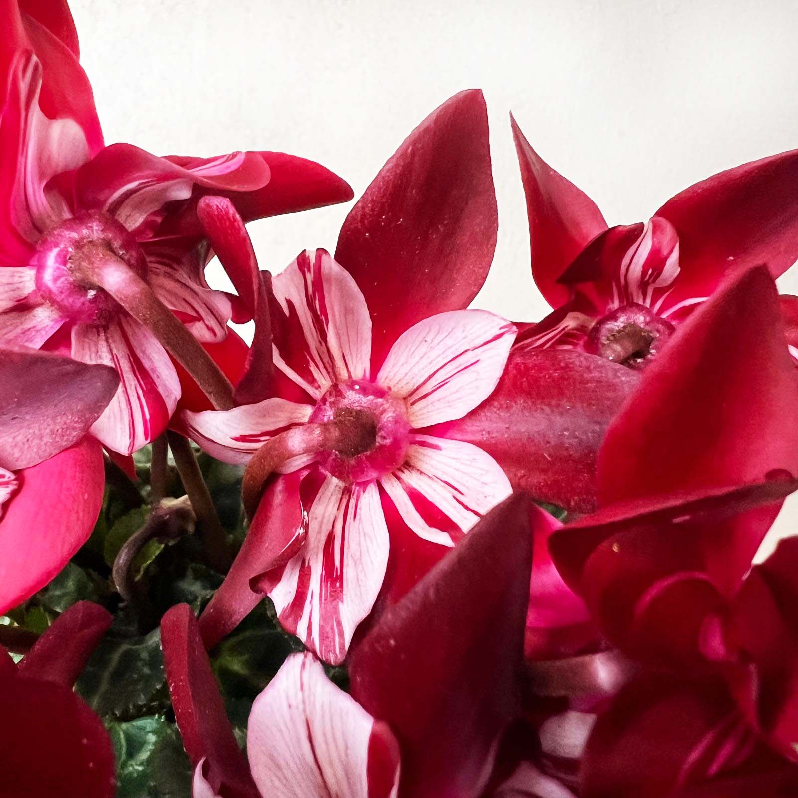 Ciclamino Djix Dark Red