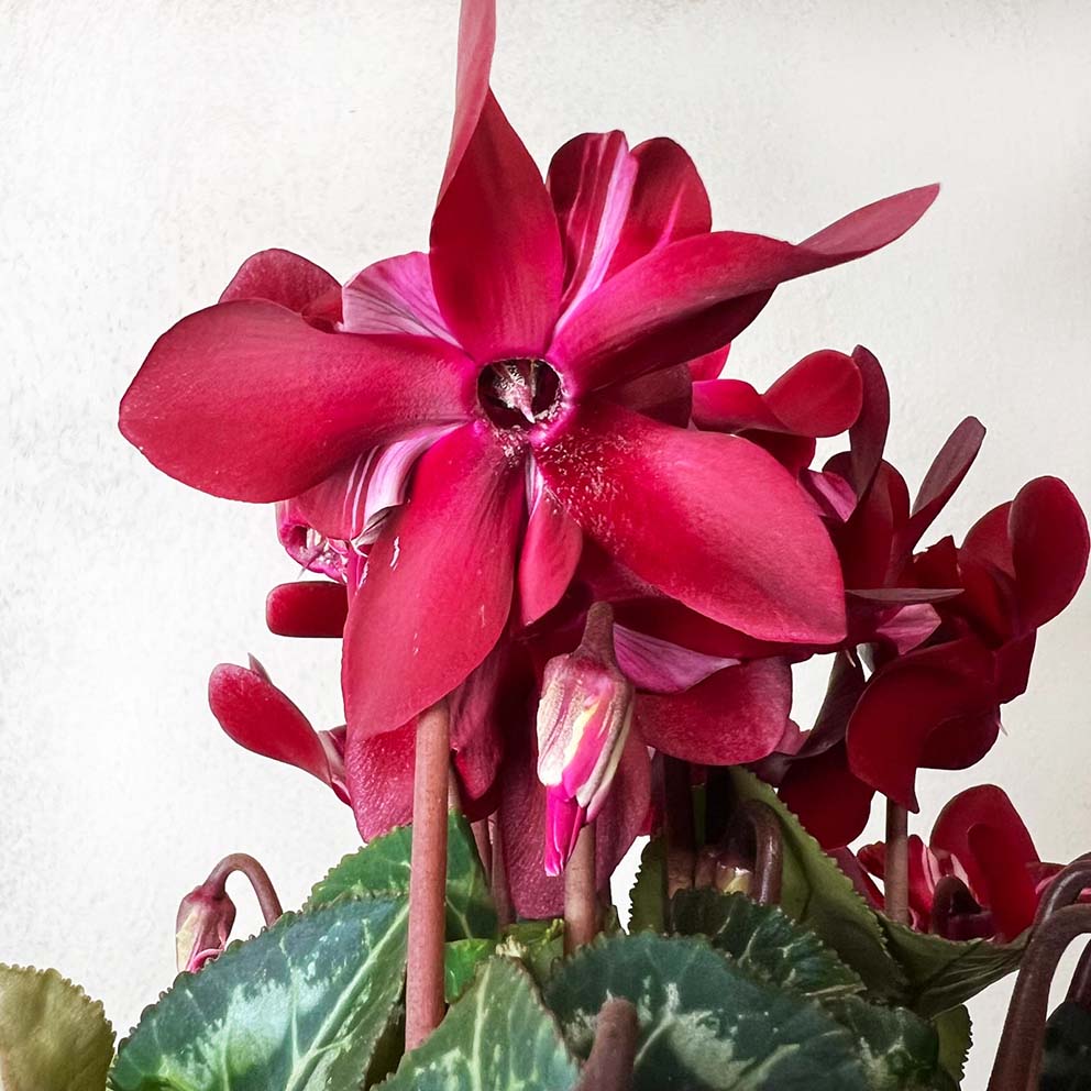 Ciclamino Djix Dark Red