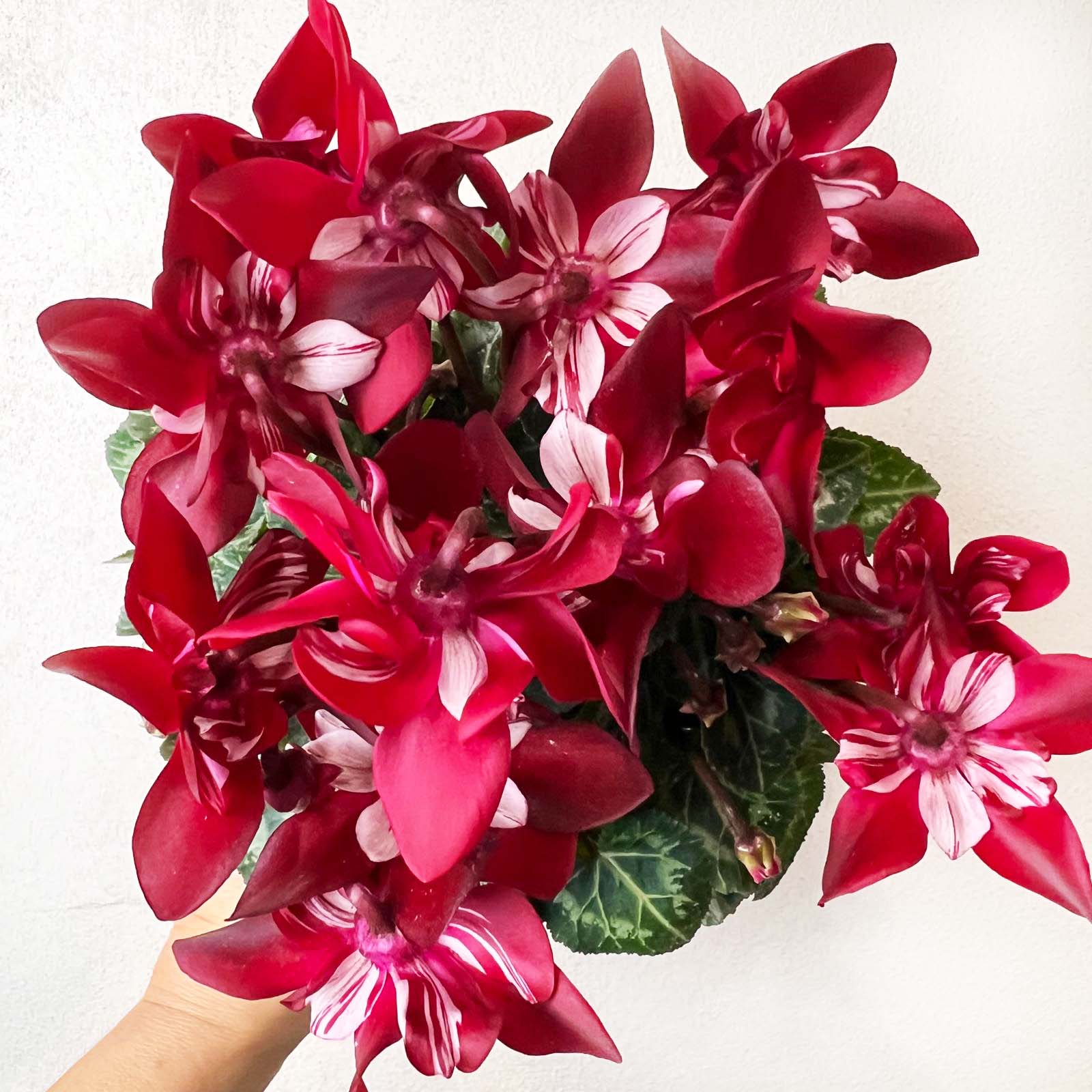 Ciclamino Djix Dark Red