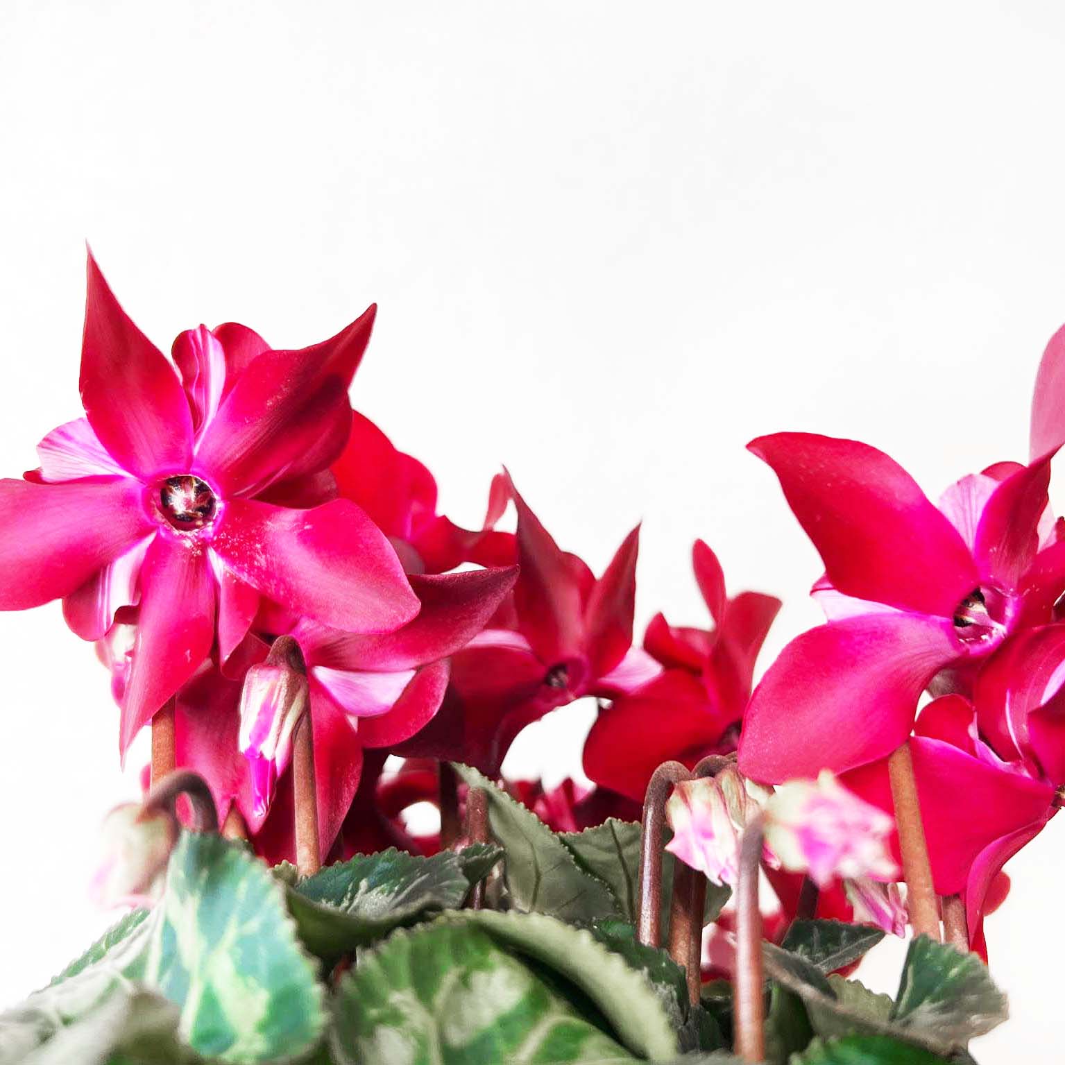 Ciclamino Djix Dark Red