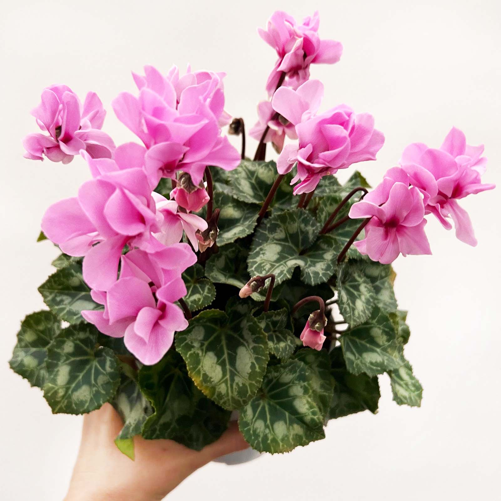 Ciclamino Petit Moulin