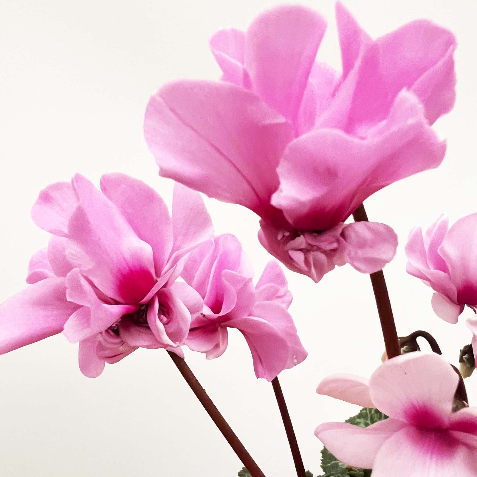 Ciclamino Petit Moulin