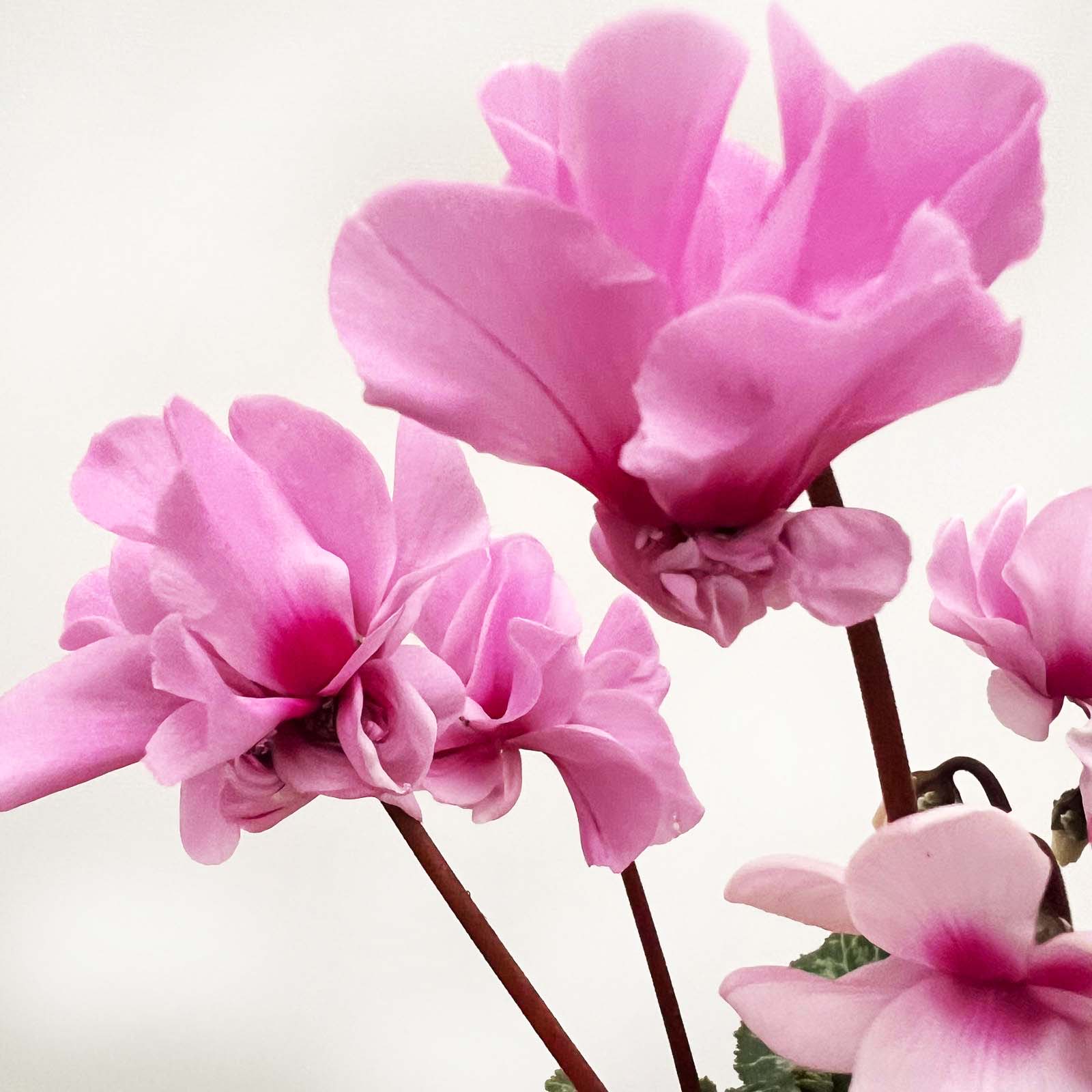 Ciclamino Petit Moulin