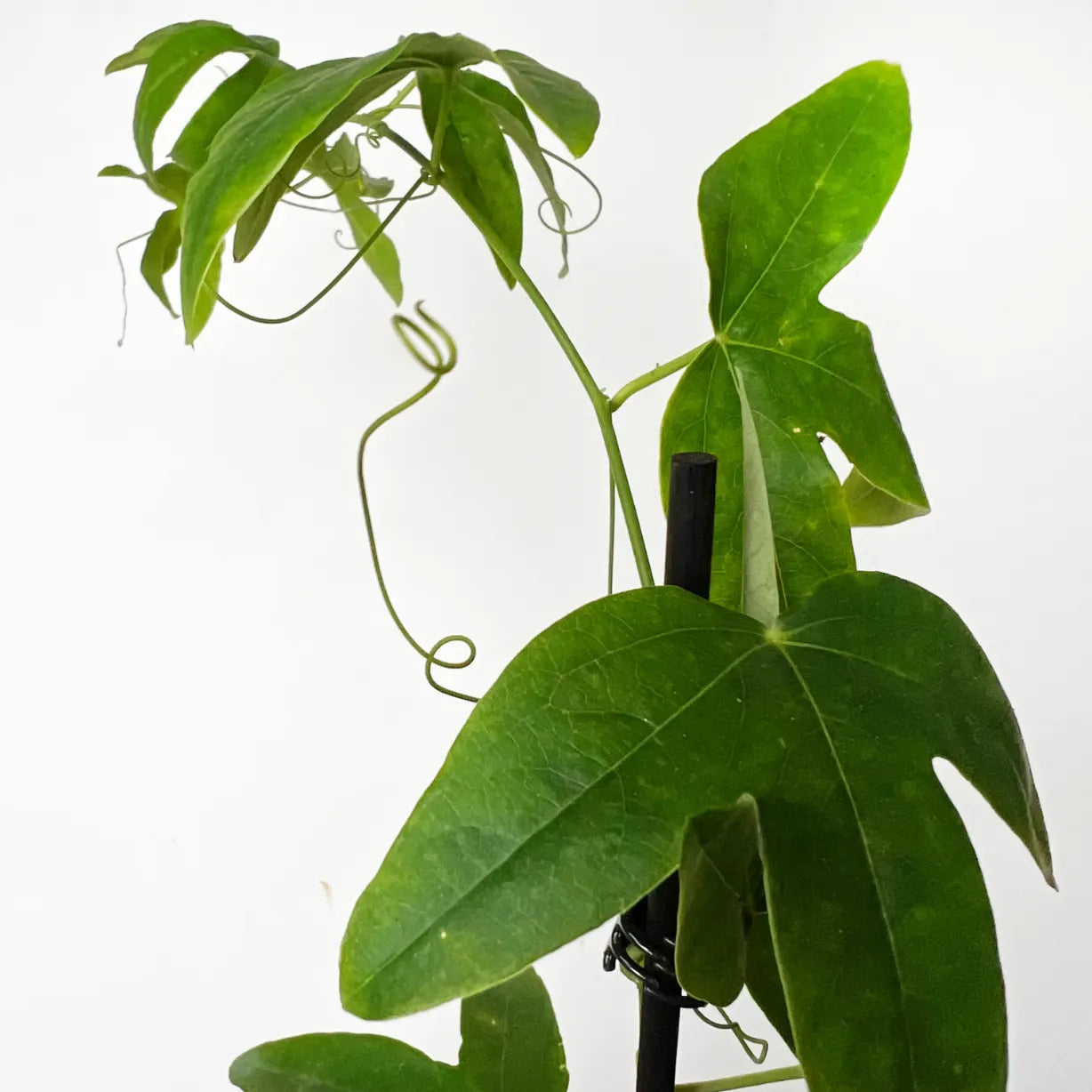 Passiflora Pura Vida
