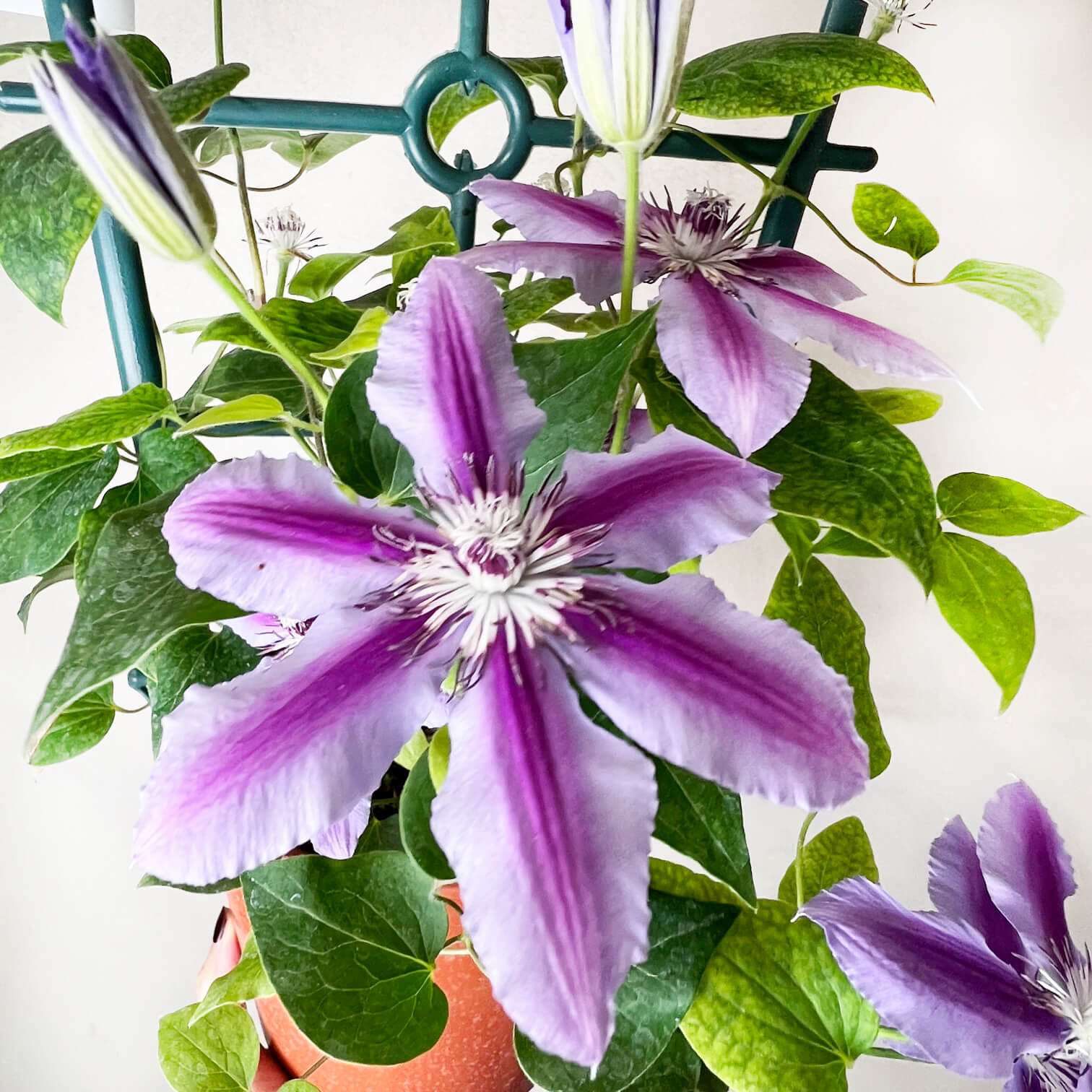 Clematis love jewelry