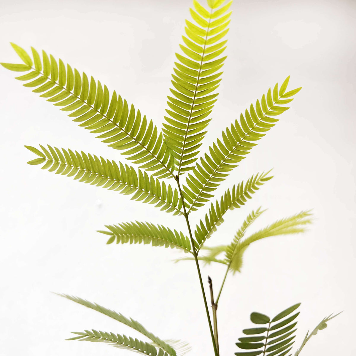 Cojoba Arborea