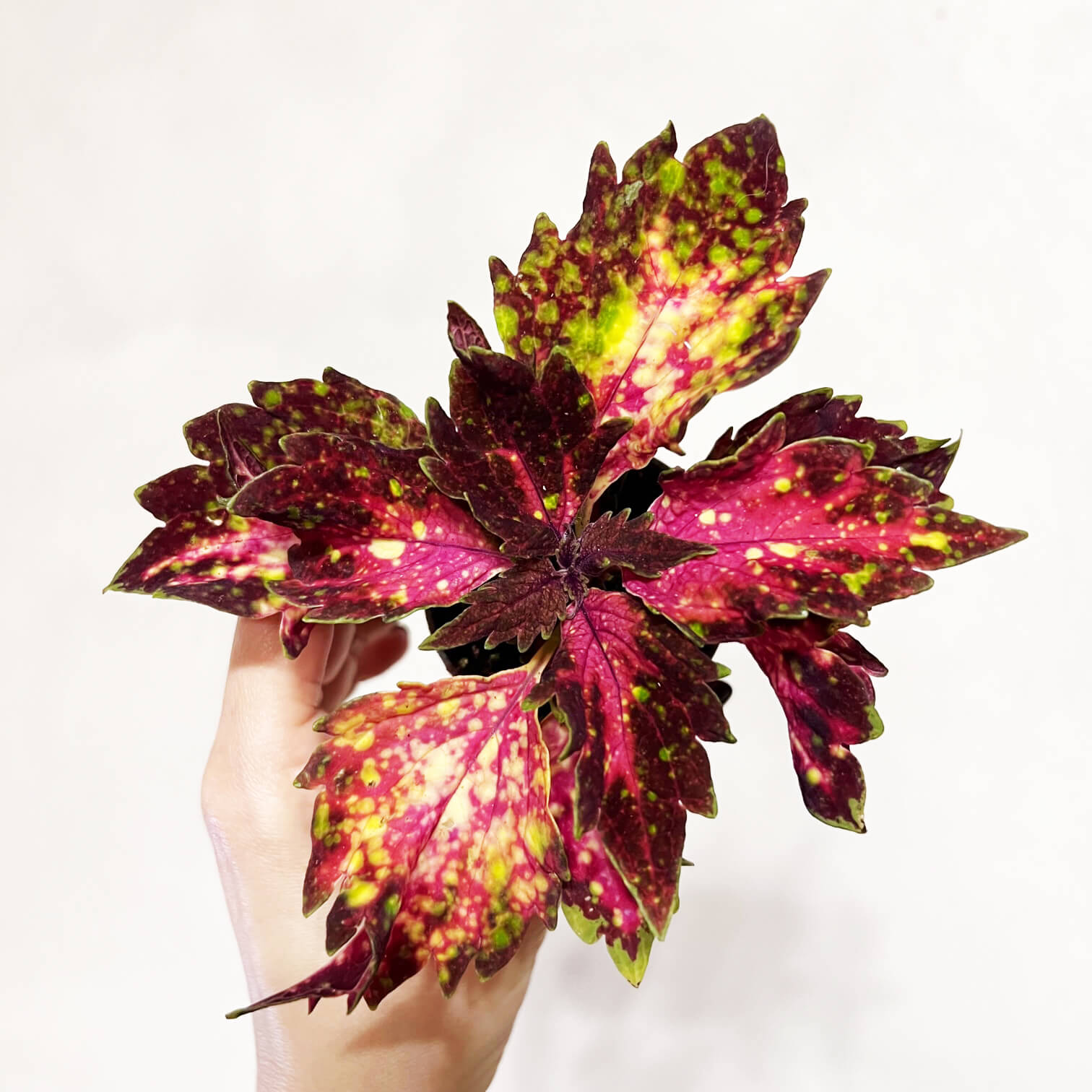 Coleus Space