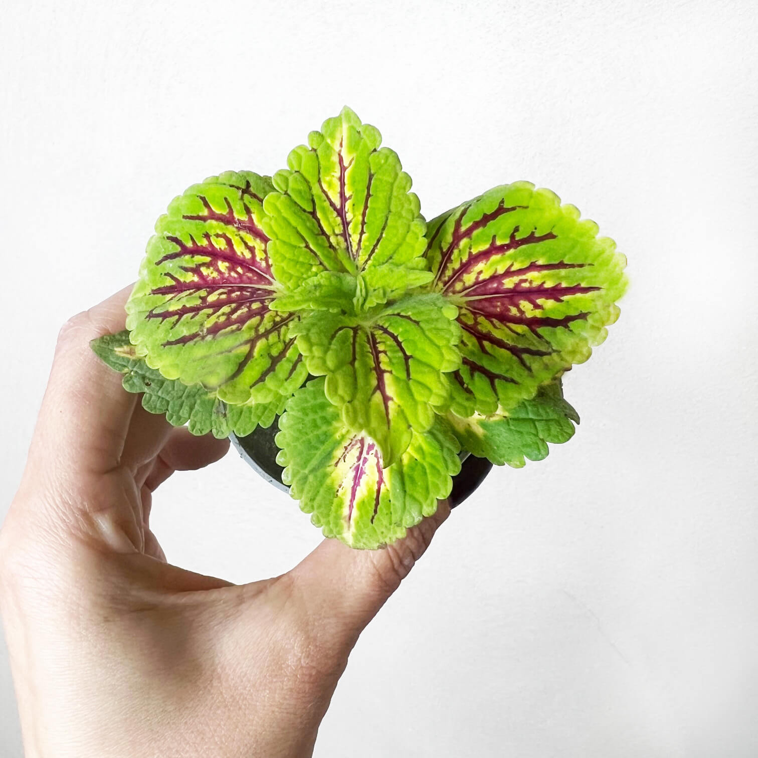 Coleus Spacecake