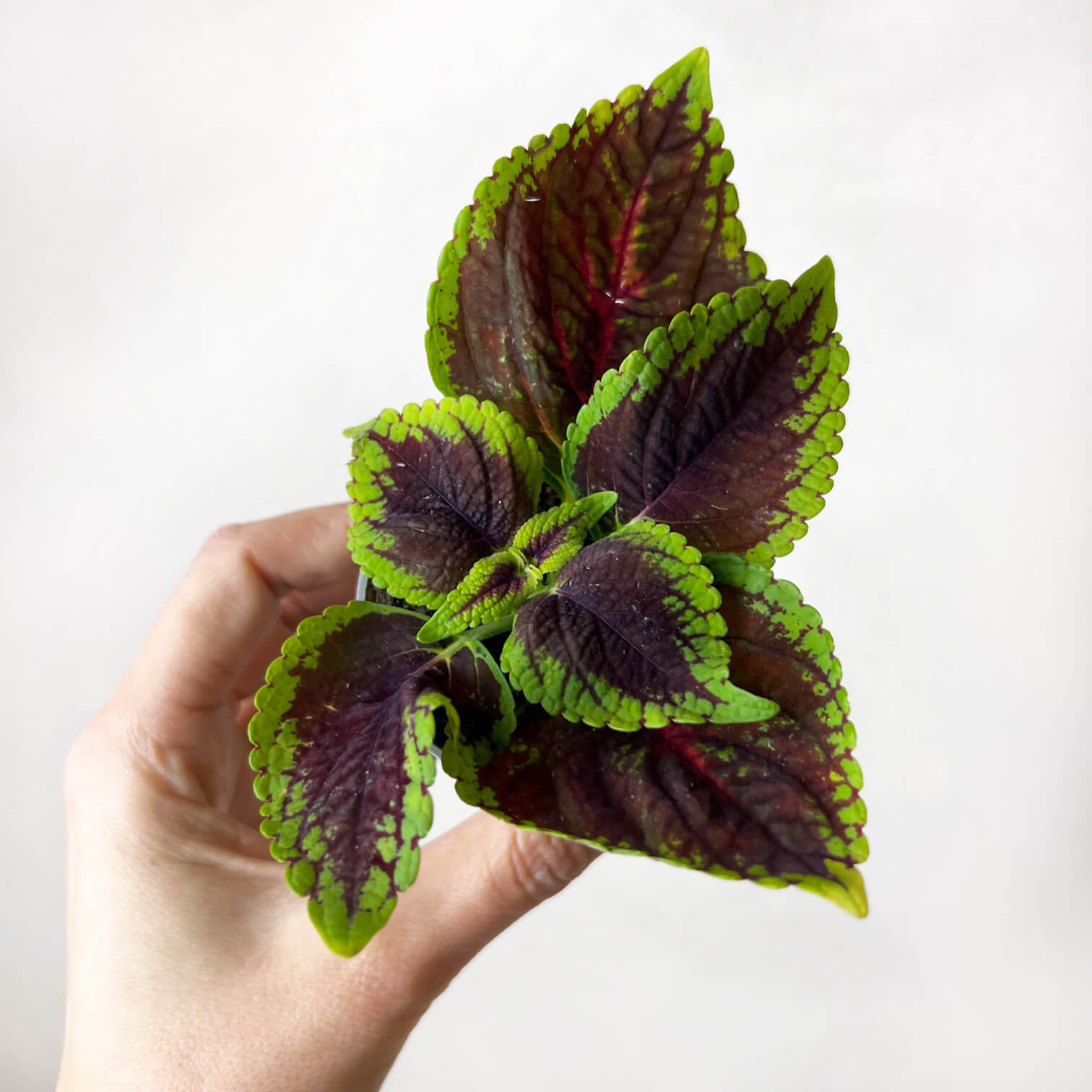 Coleus