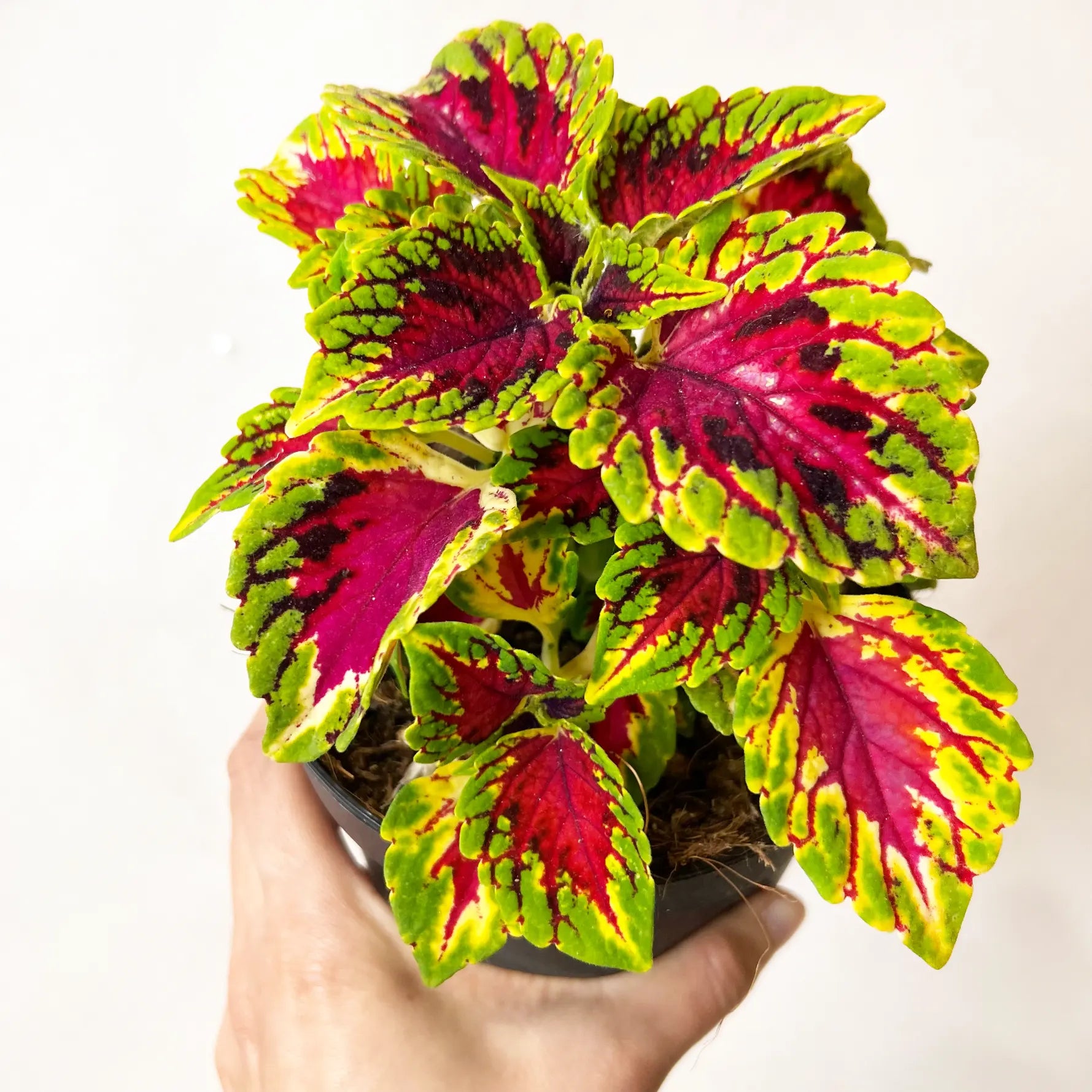 Coleus