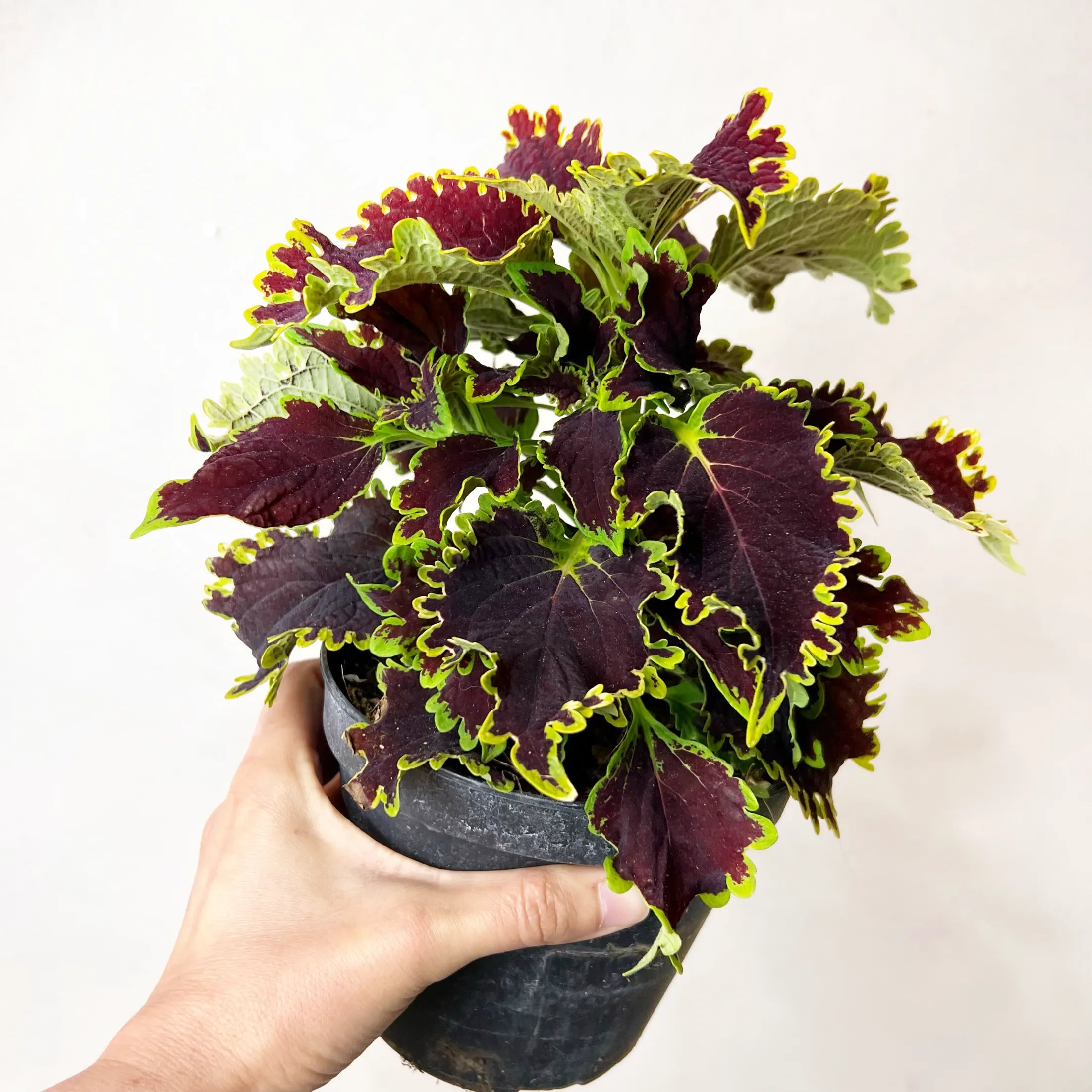 Coleus Wicked Witch
