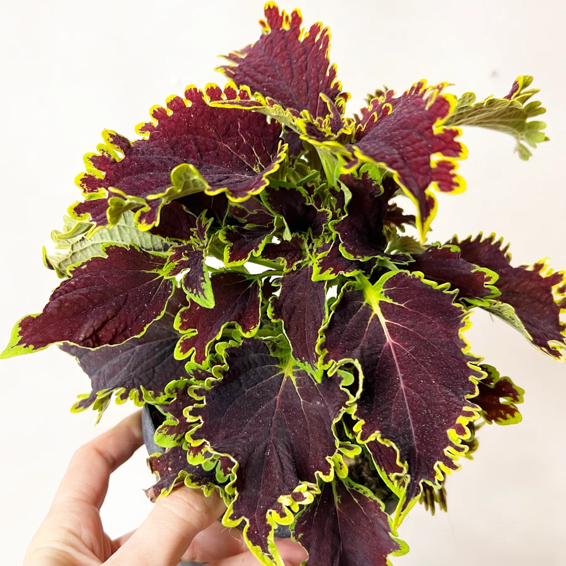 Coleus Wicked Witch
