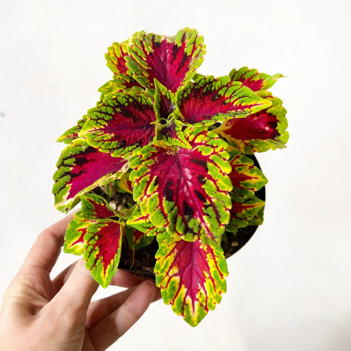 Coleus