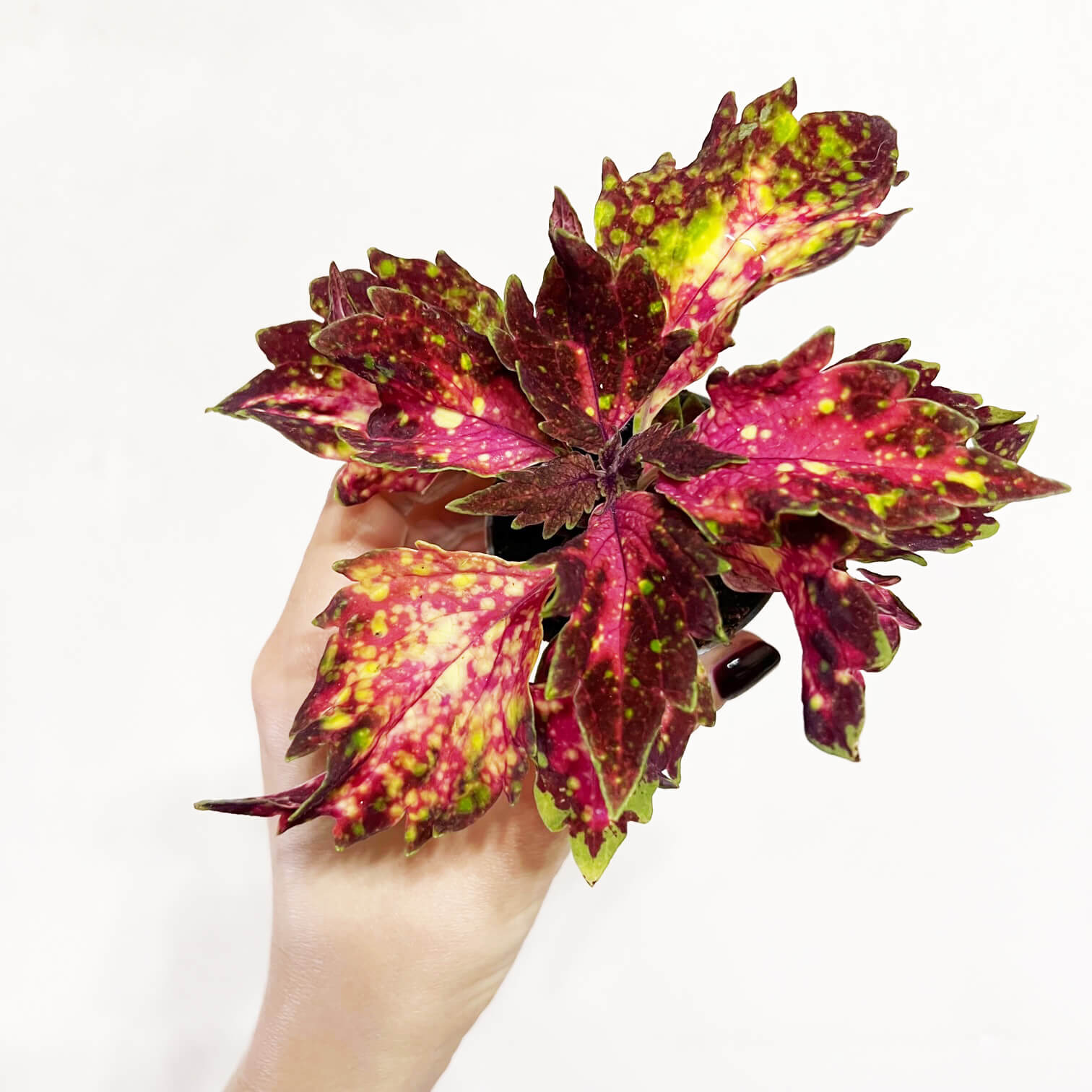 Coleus Space