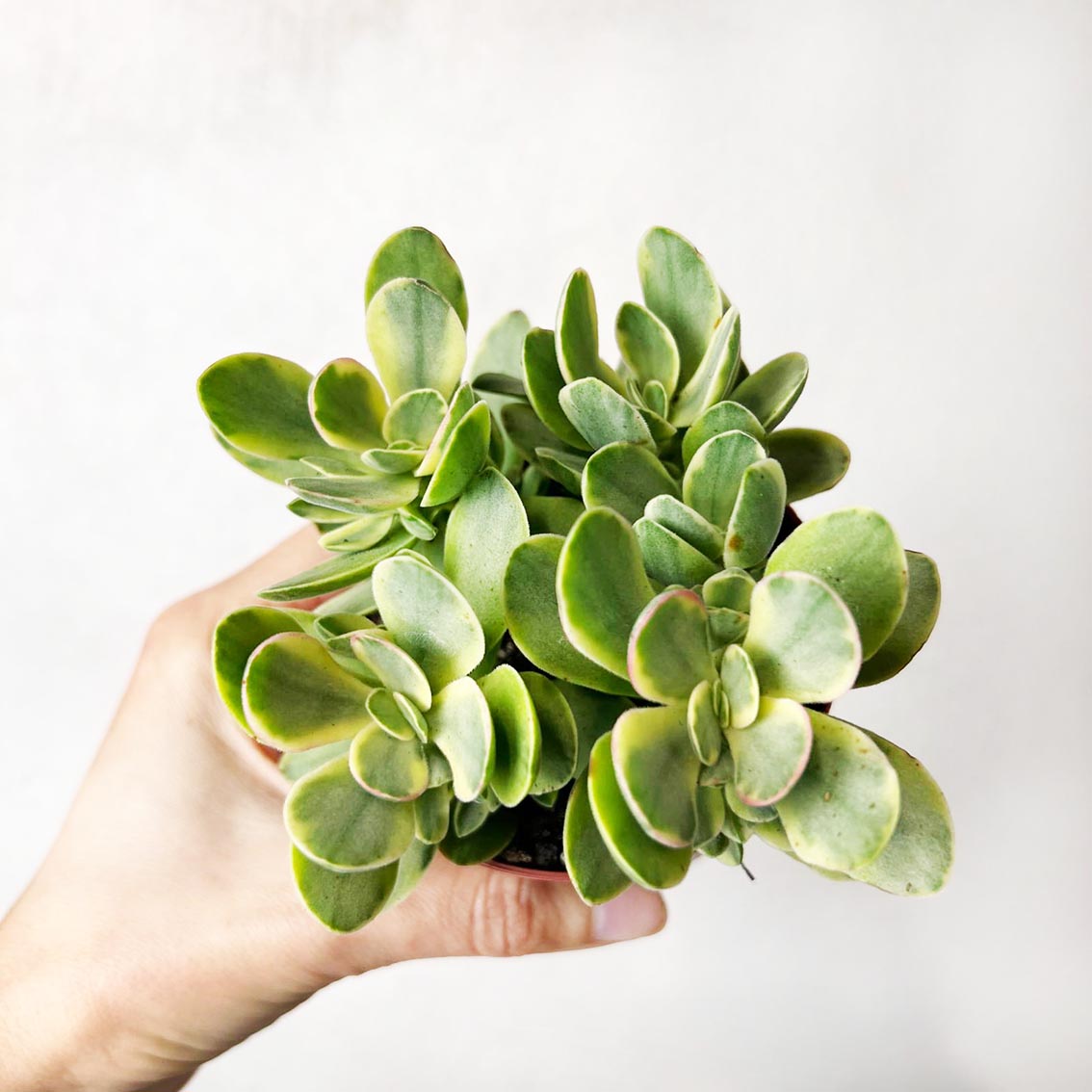 Crassula Moneymaker